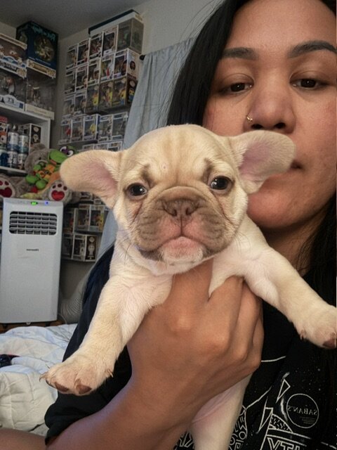 12-week old French Bulldog Puppies image 5