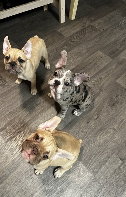 12-week old French Bulldog Puppies image 8