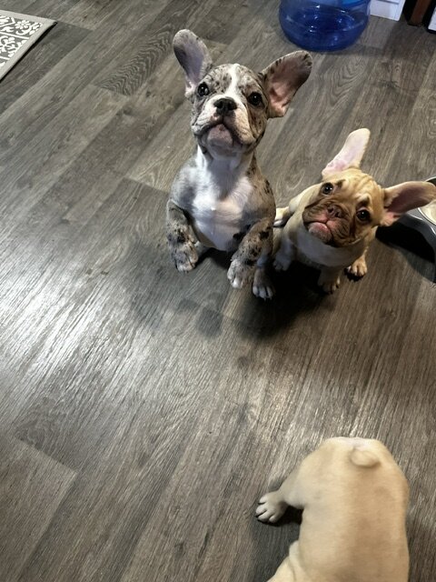 12-week old French Bulldog Puppies image 2