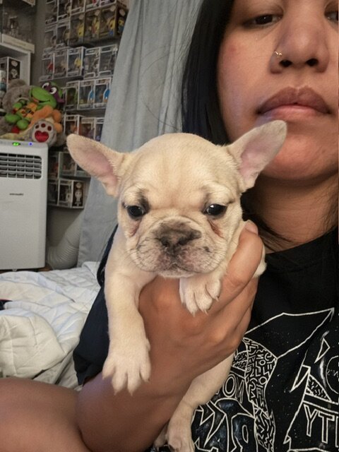 12-week old French Bulldog Puppies image 4