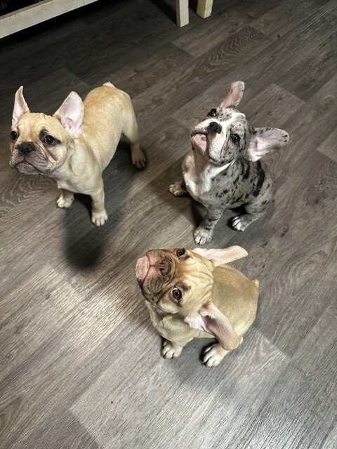 12-week old French Bulldog Puppies image 9