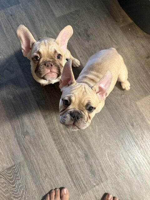 12-week old French Bulldog Puppies image 3