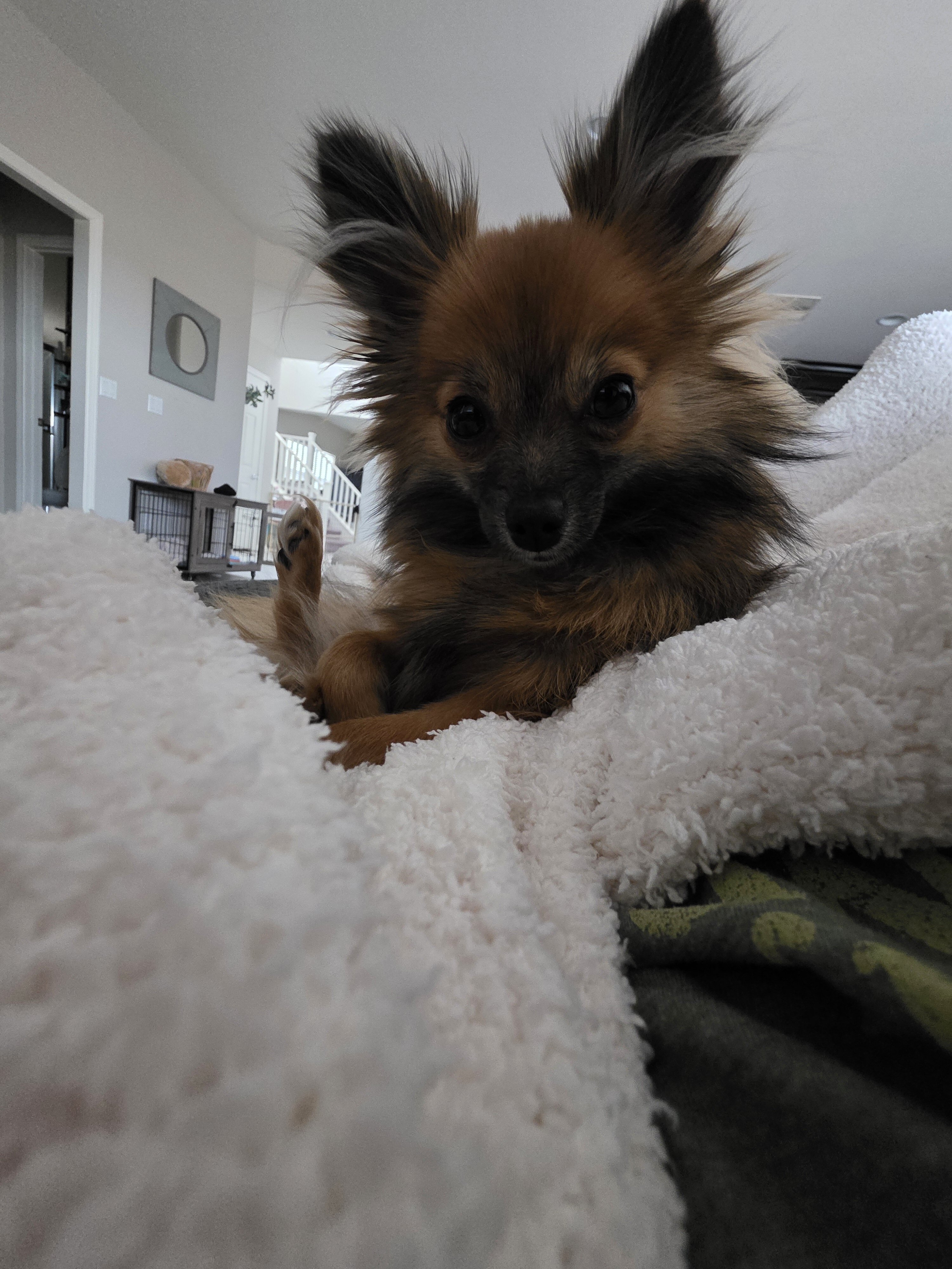 1 year old female long hair chi image 2