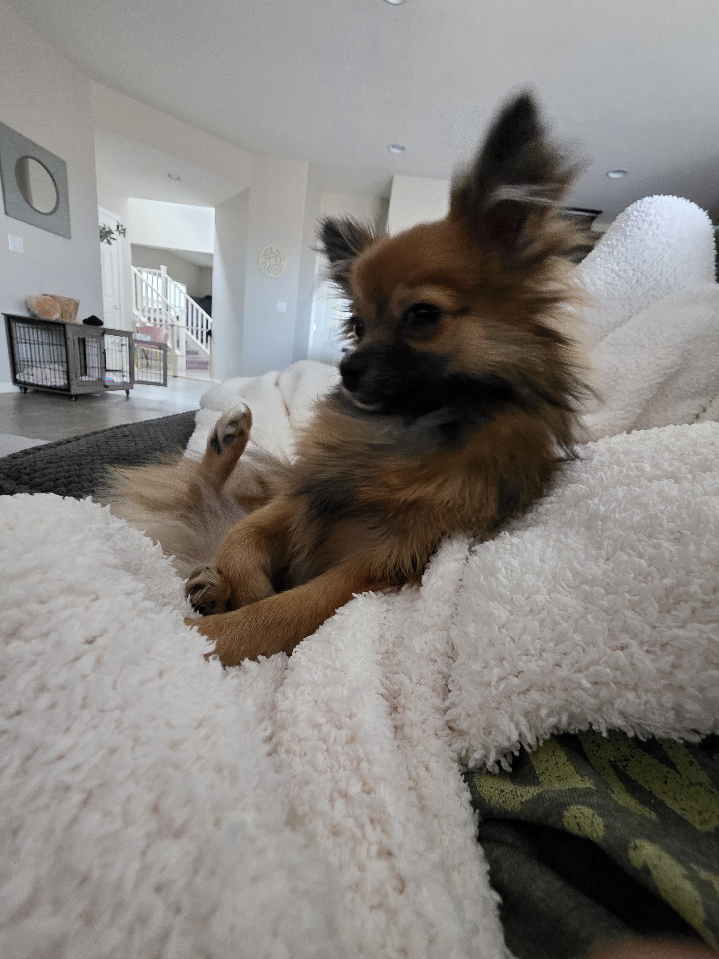 1 year old female long hair chi image 1