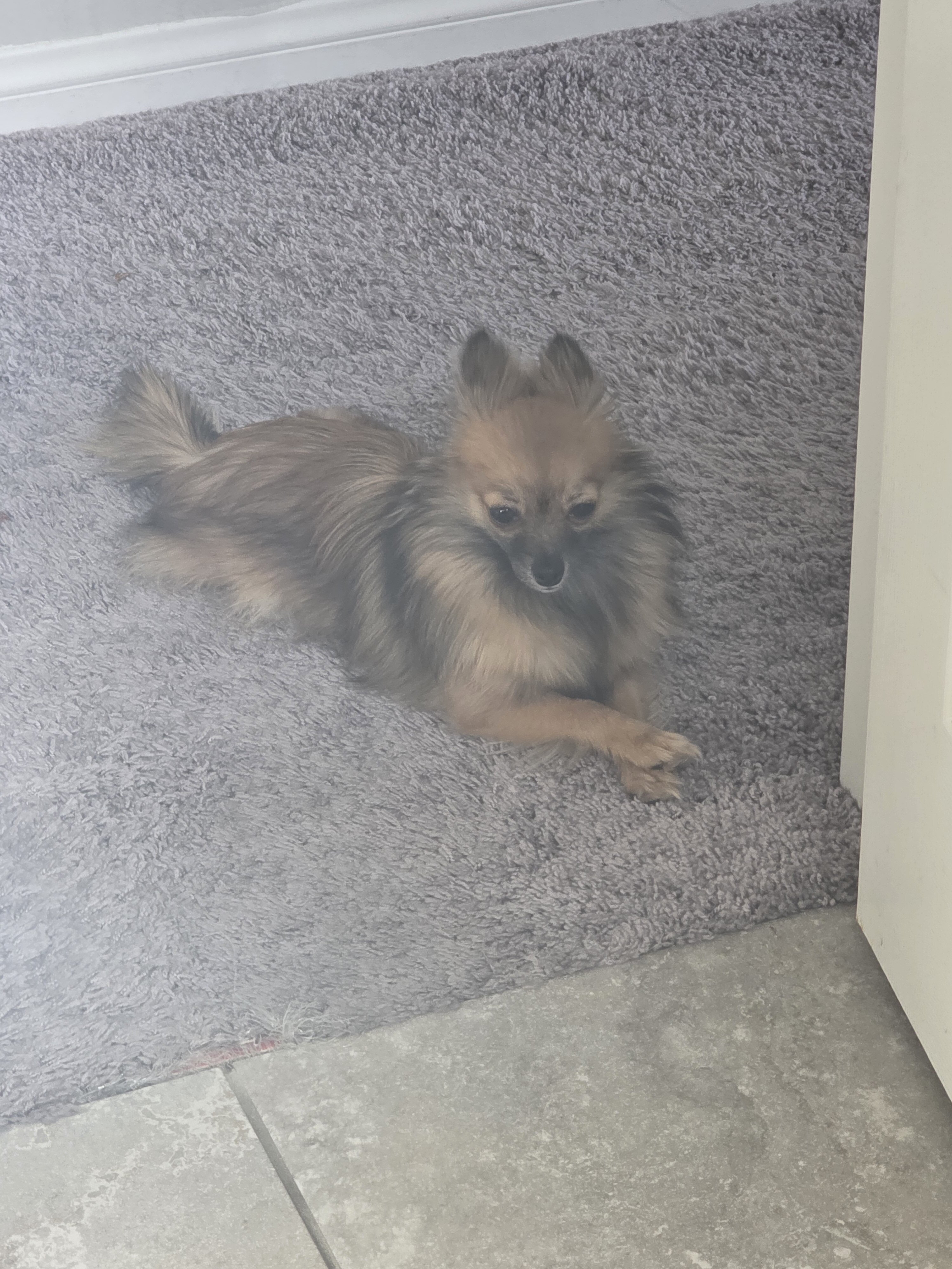 1 year old female long hair chi image 3