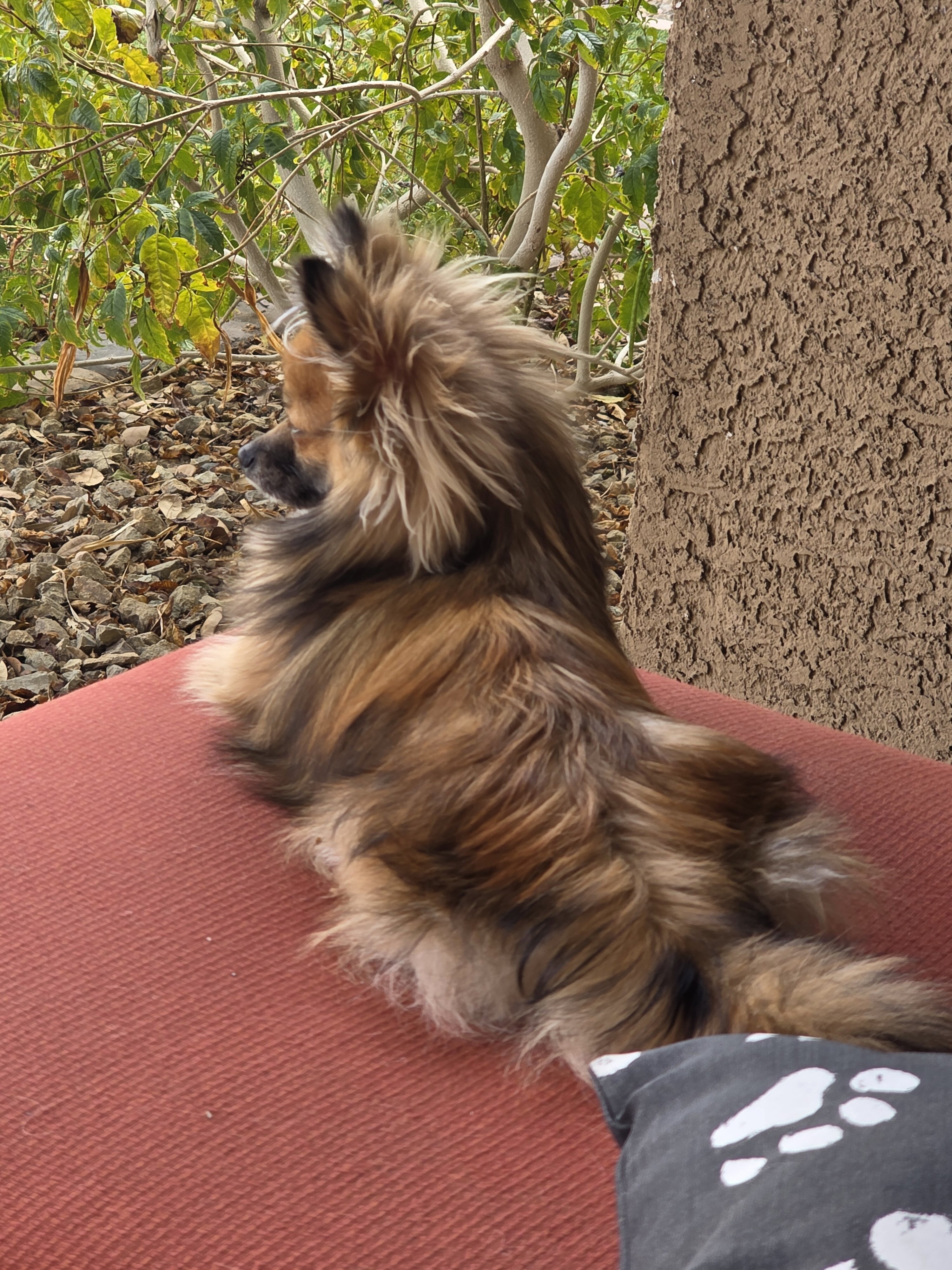 1 year old female long hair chi image 4