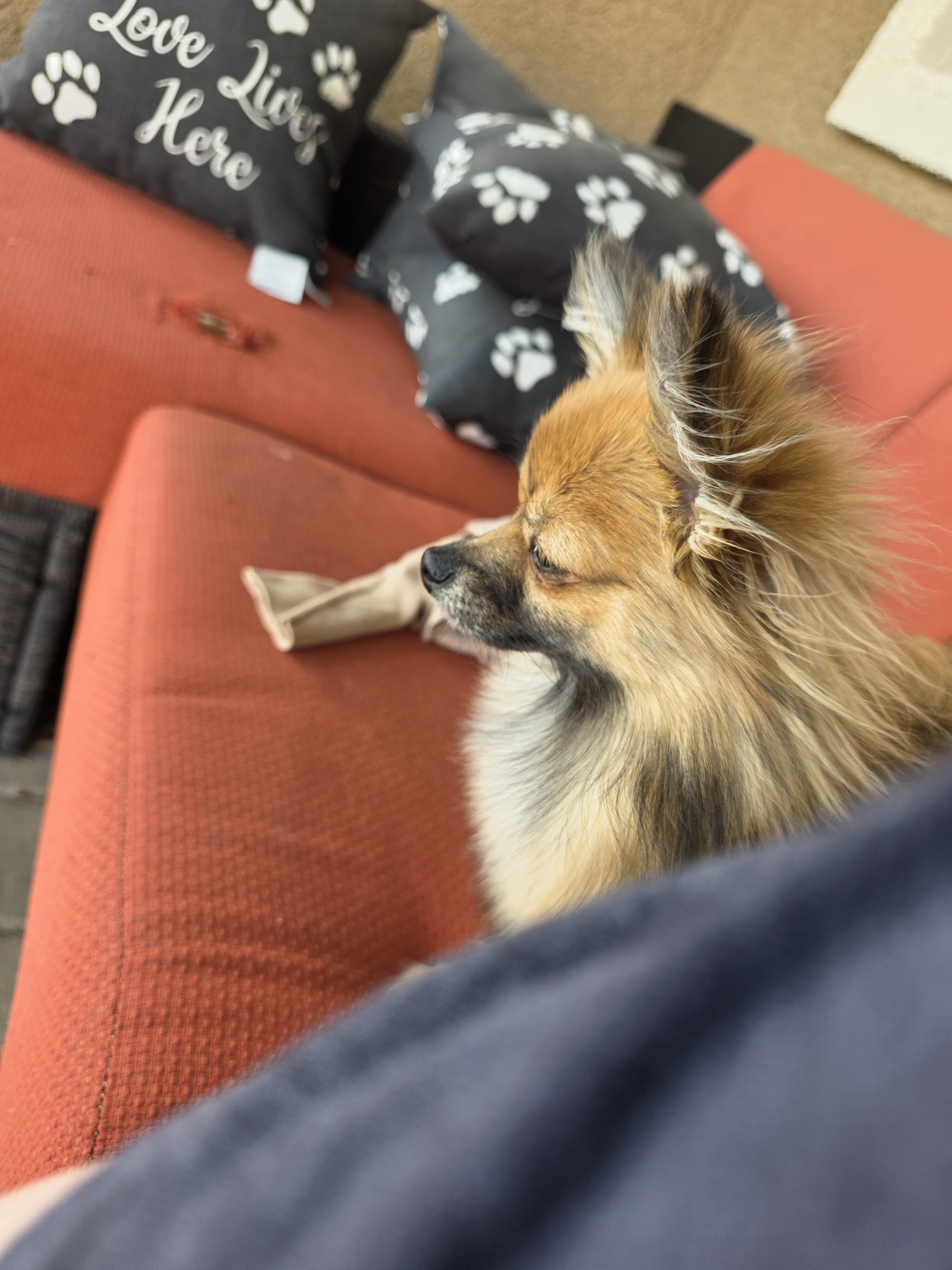 1 year old female long hair chi image 7