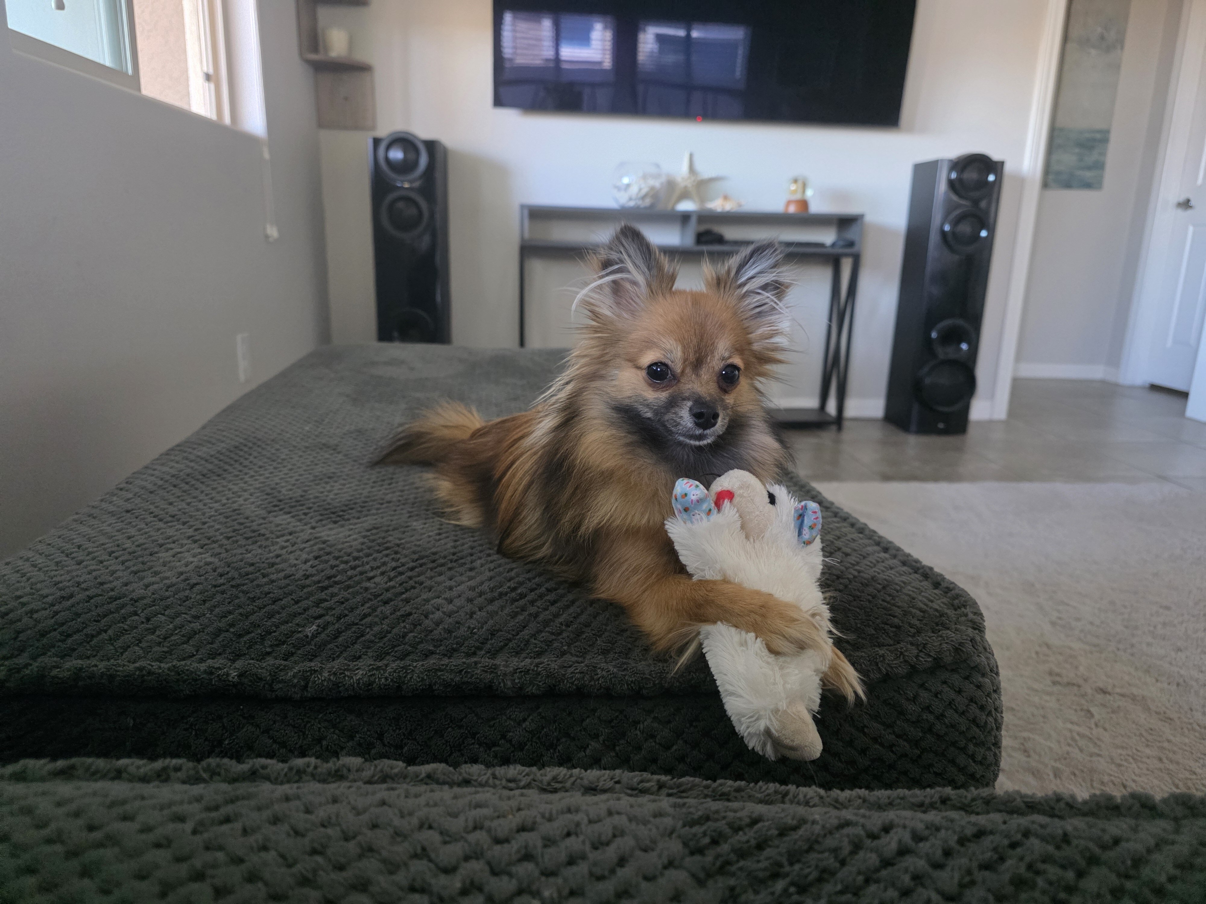 1 year old female long hair chi image 8