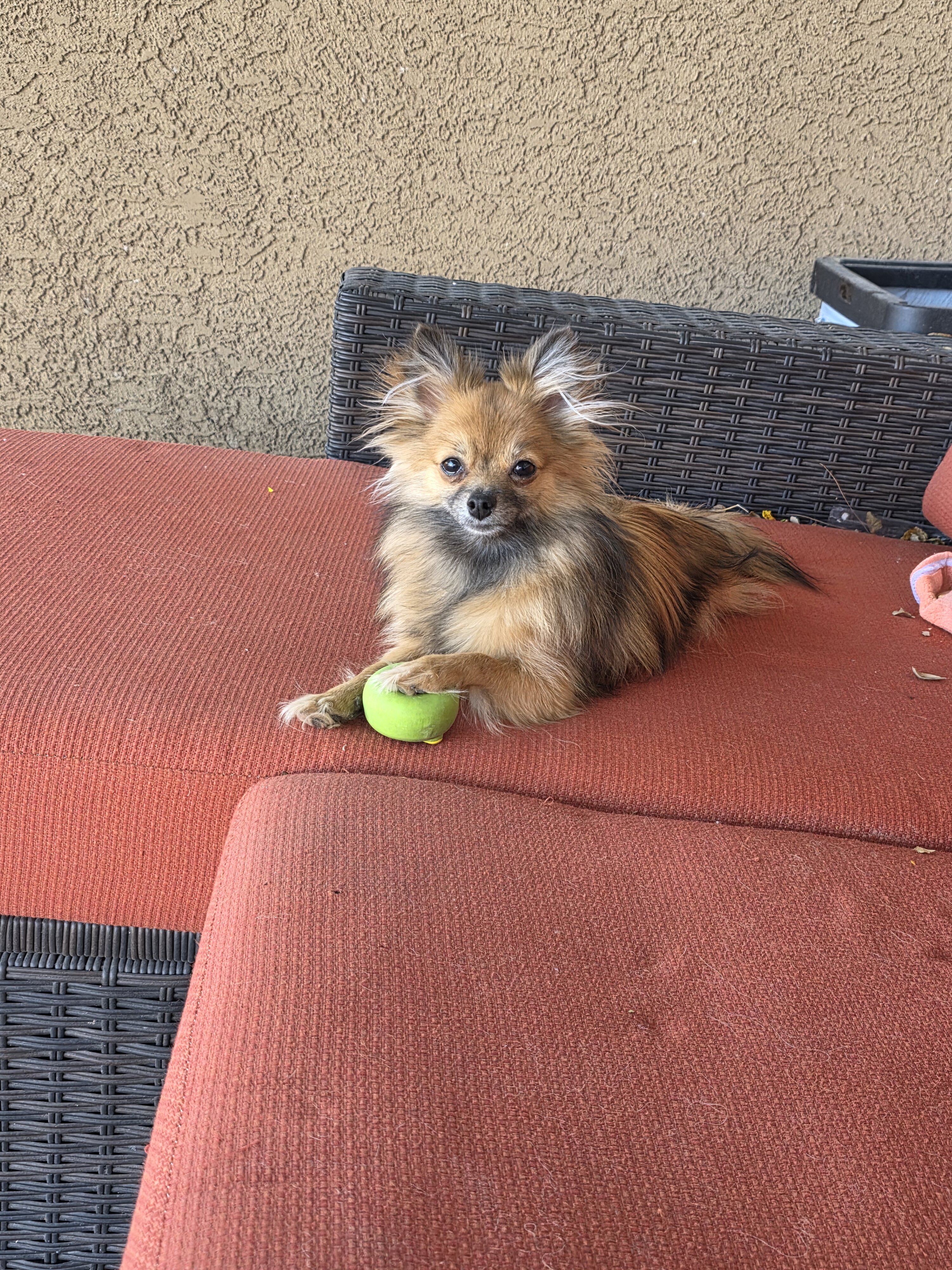 1 year old female long hair chi image 6