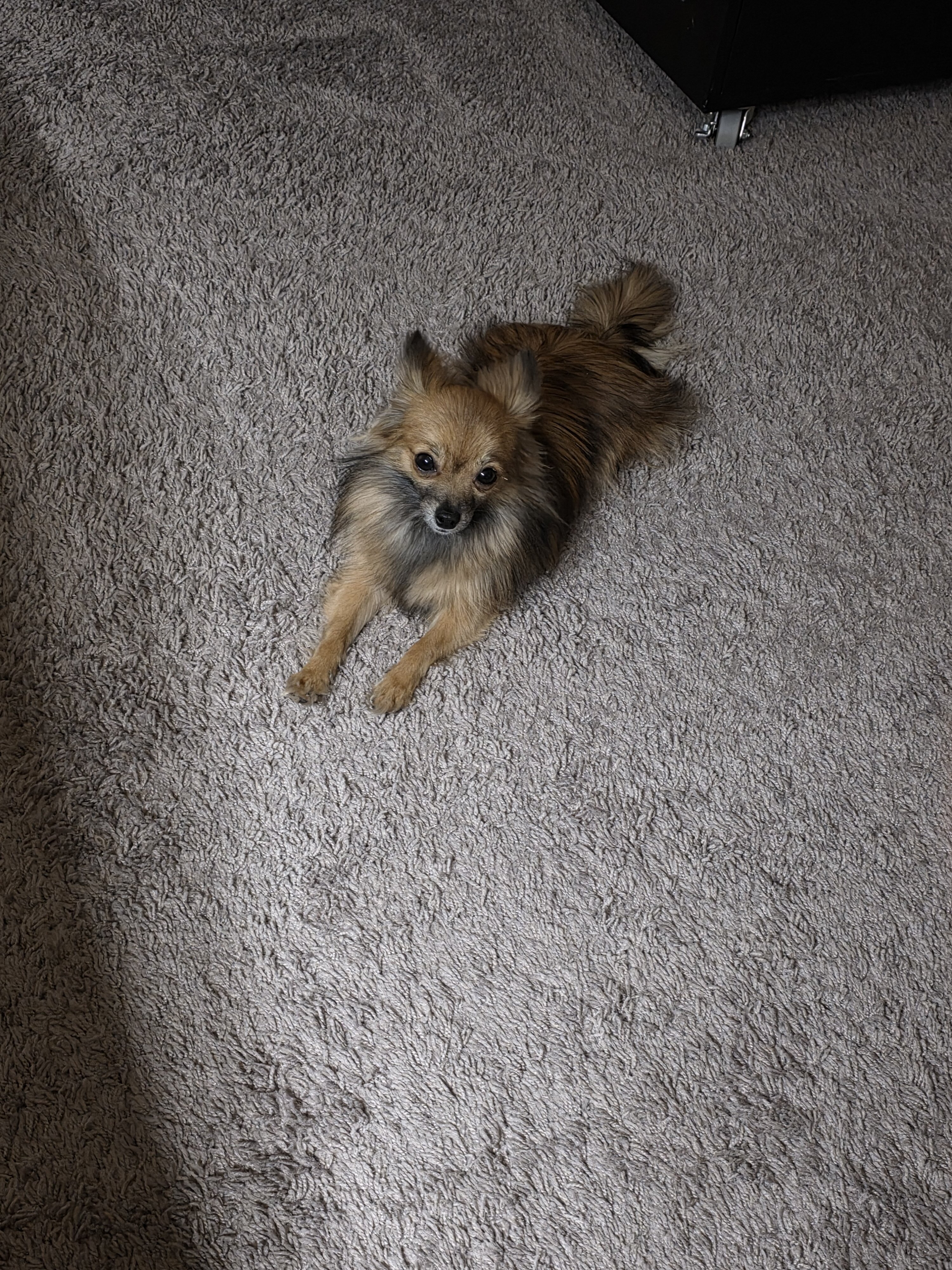 1 year old female long hair chi image 5