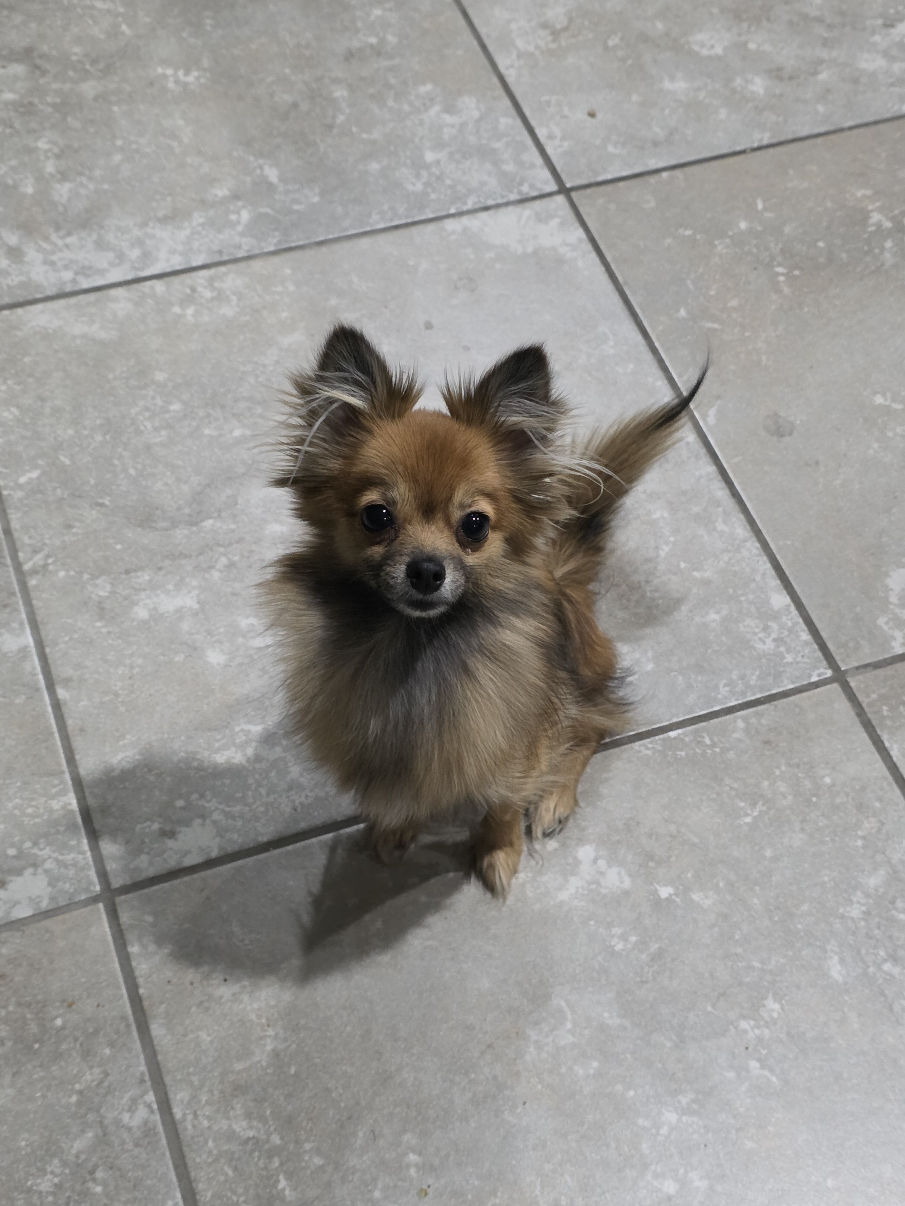 1 year old female long hair chi image 9