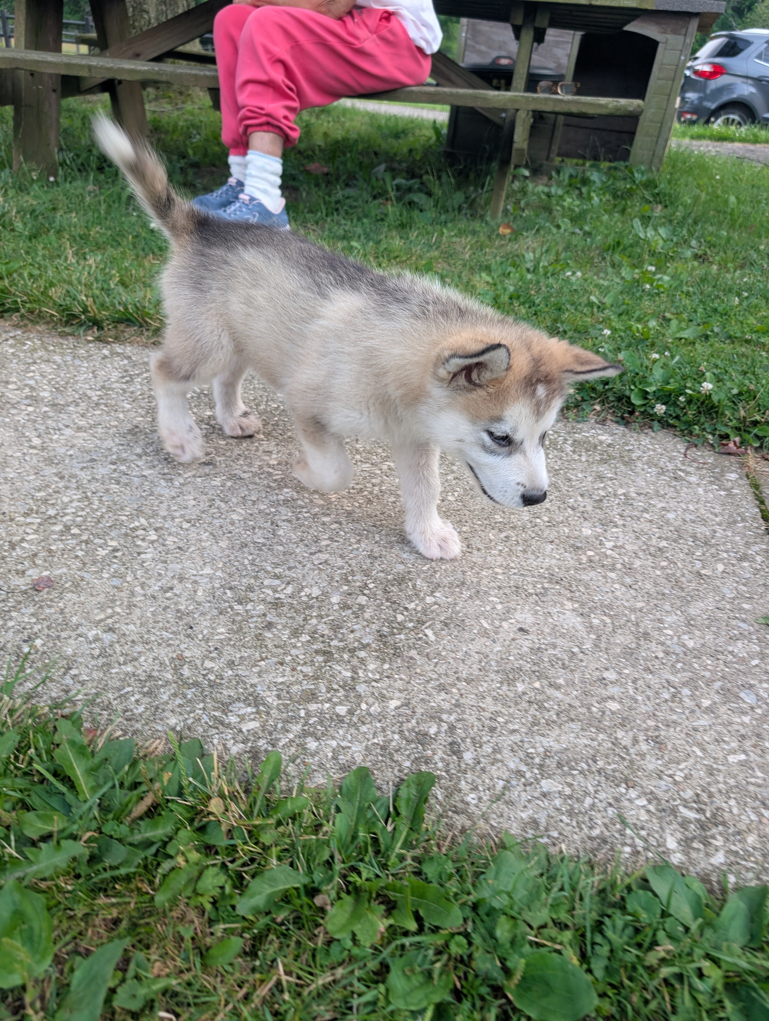 Alaskan Malamute Puppies - 2 girls left image 2