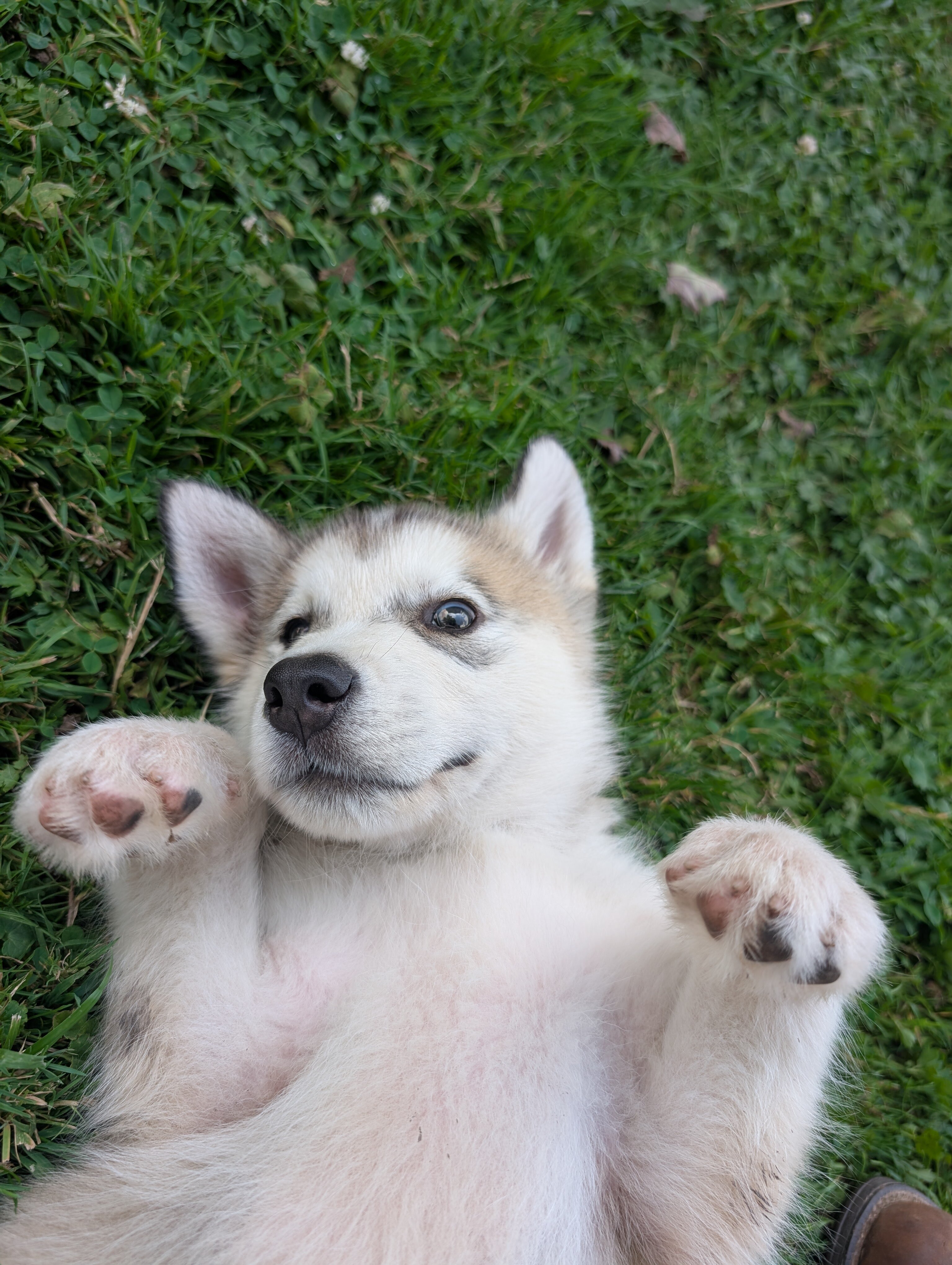 Alaskan Malamute Puppies - 2 girls left image 5