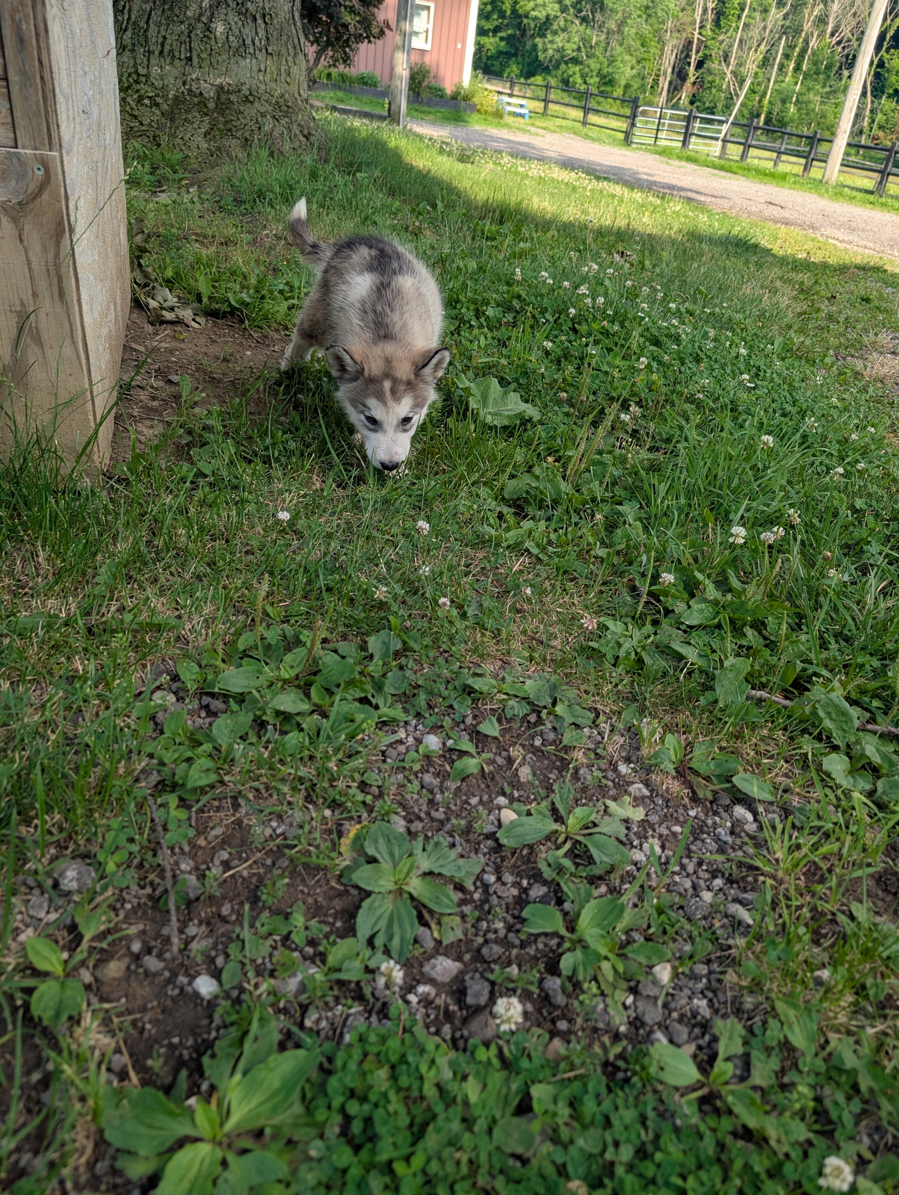 Alaskan Malamute Puppies - 2 girls left image 4
