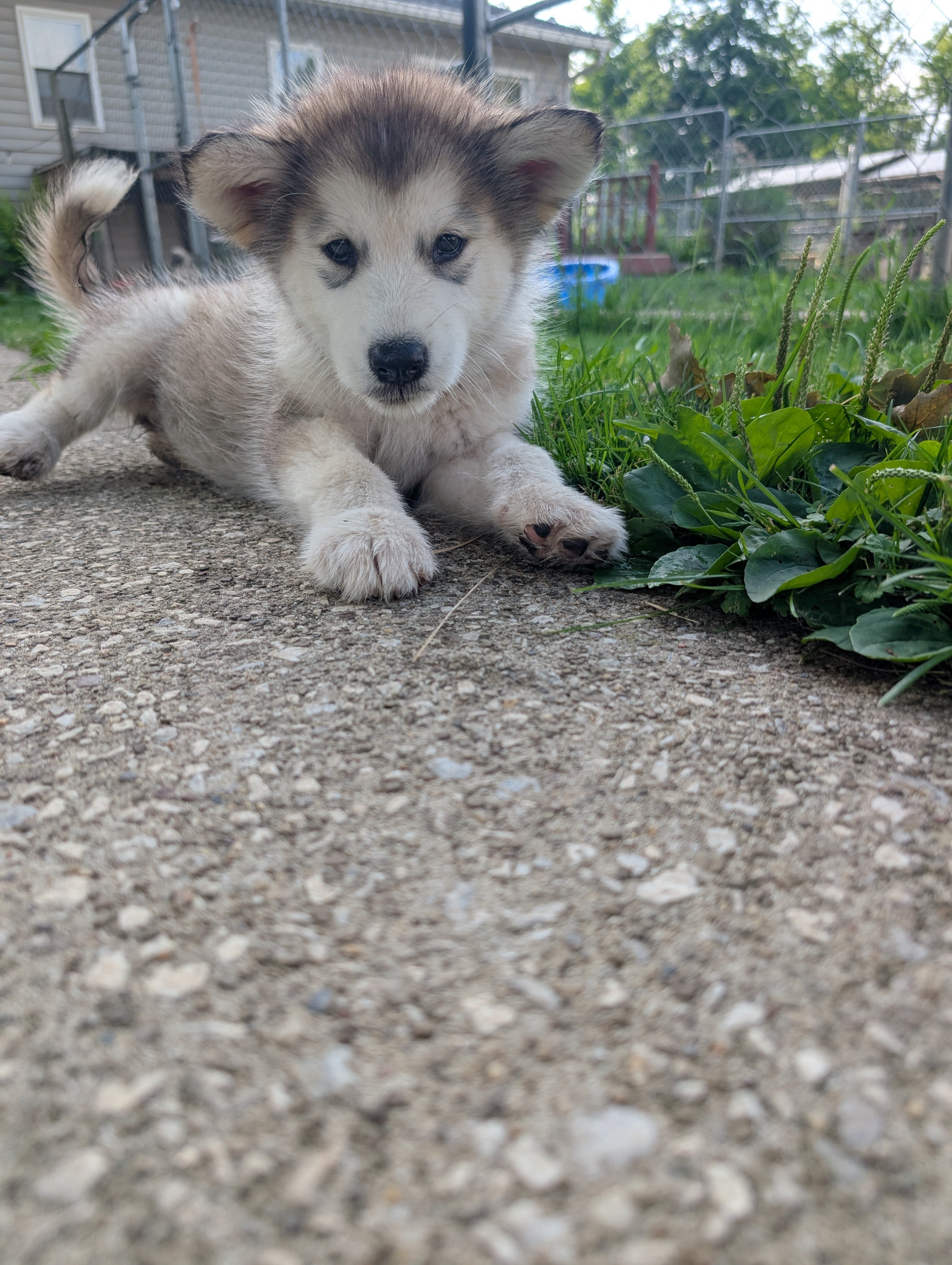 Alaskan Malamute Puppies - 2 girls left image 3