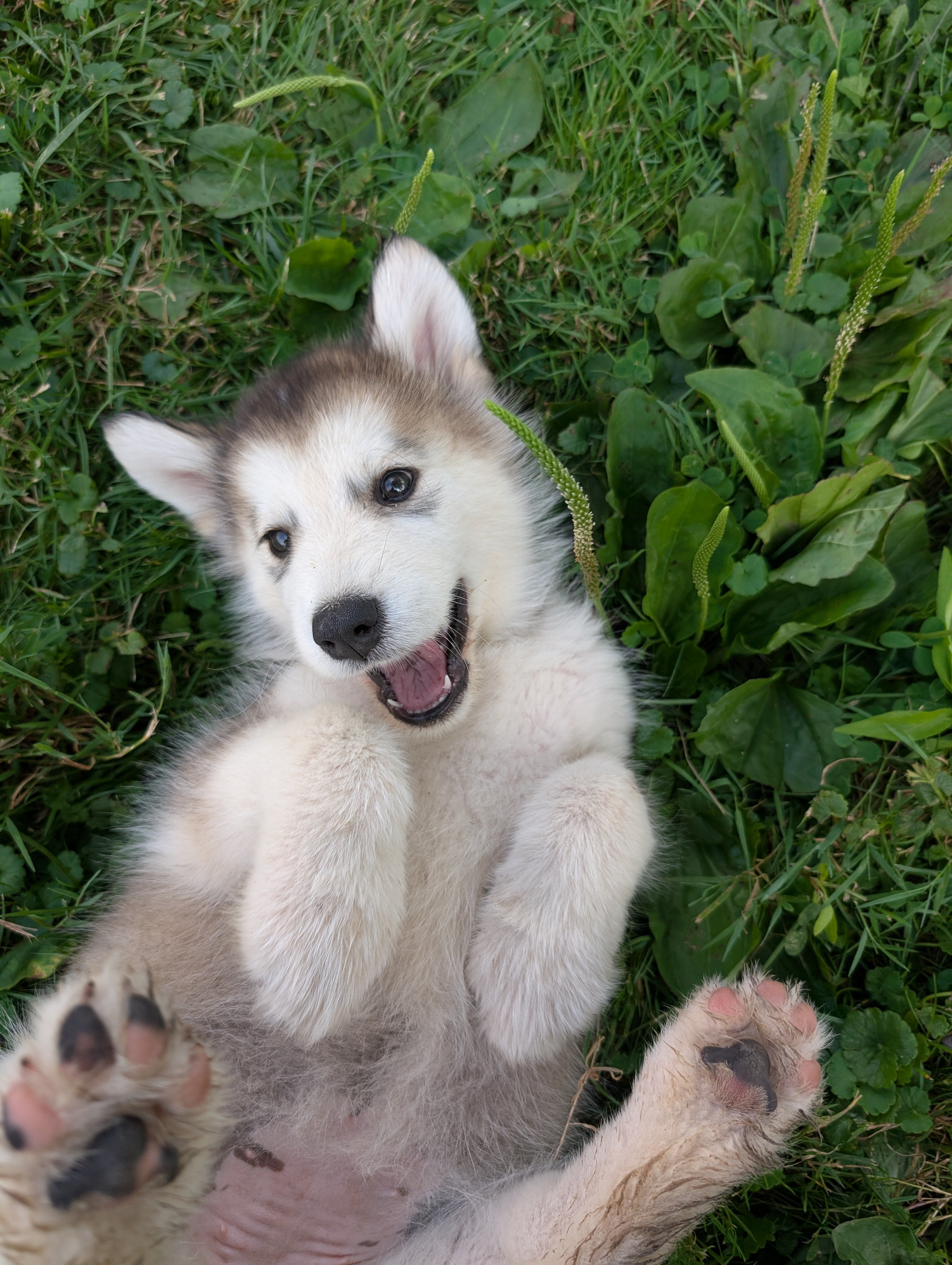 Alaskan Malamute Puppies - 2 girls left image 1