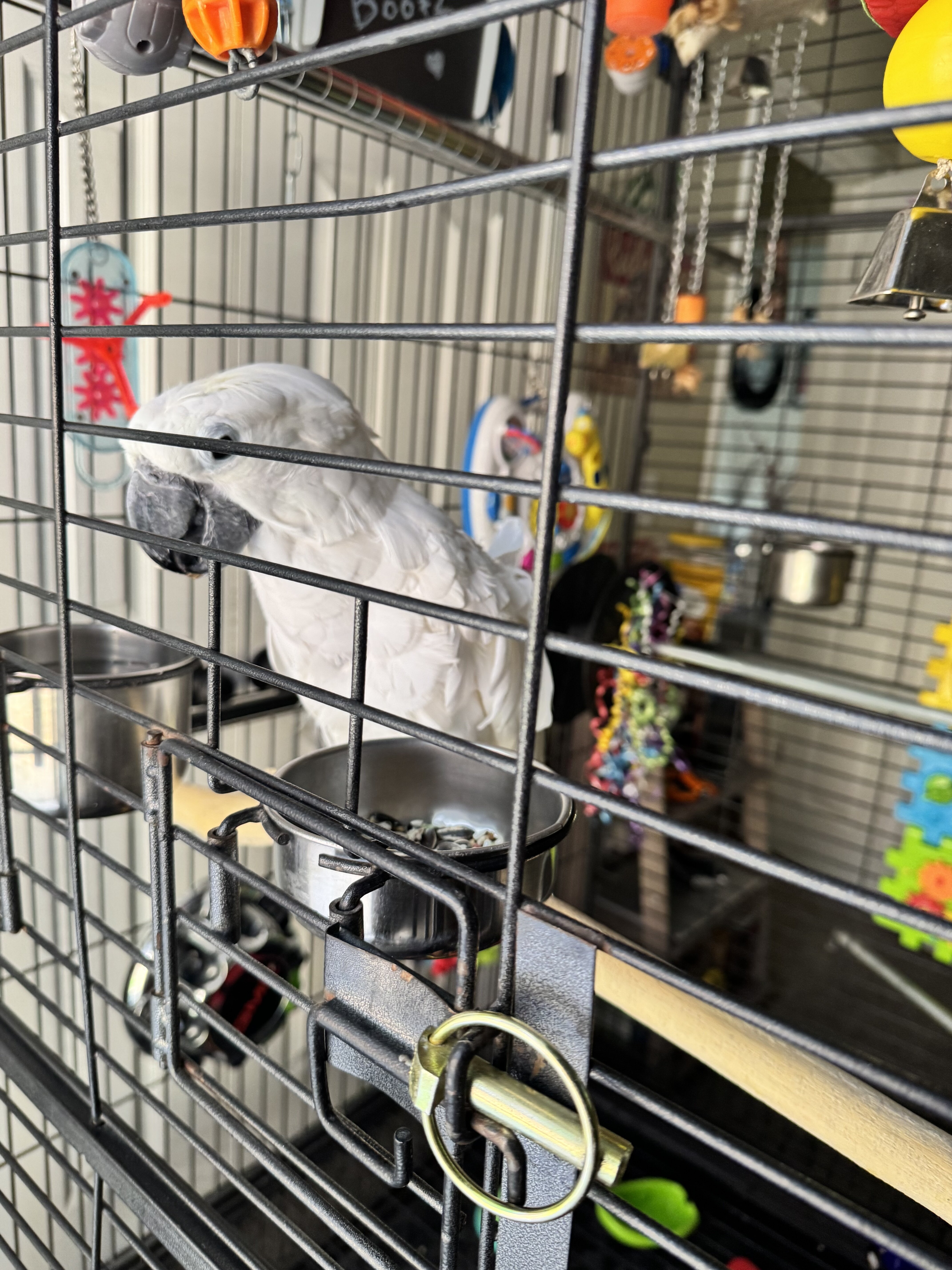 Umbrella Cockatoo image 1