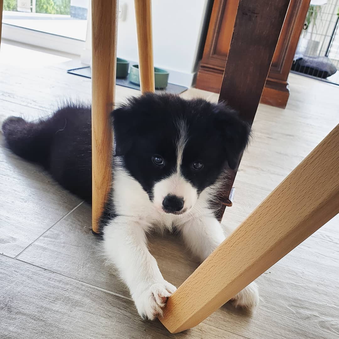 Border Collie Puppies For Rehoming image 1