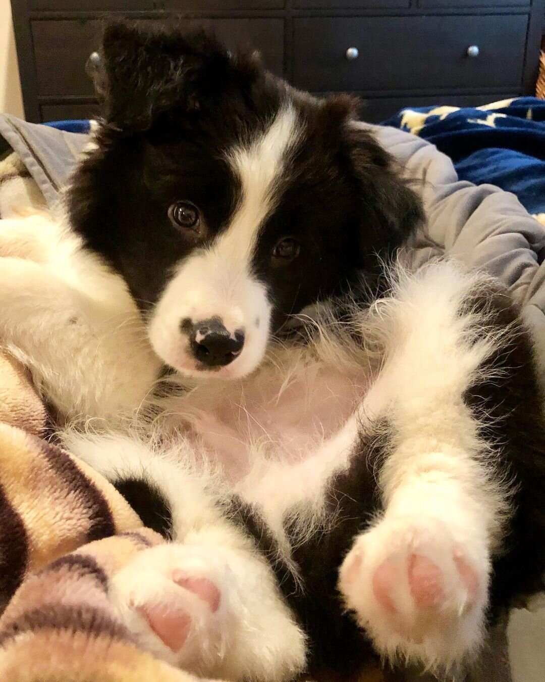 Border Collie Puppies For Rehoming image 3