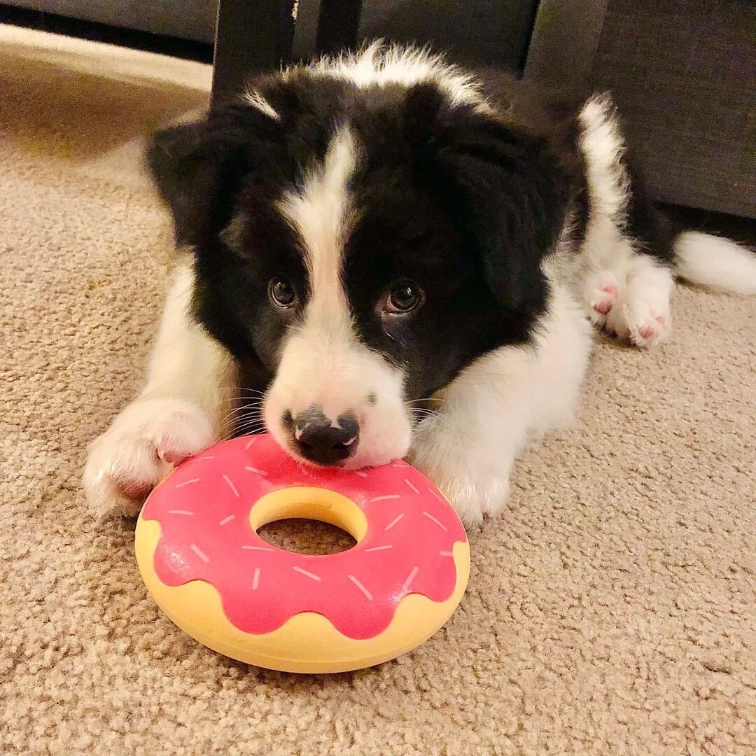 Border Collie Puppies For Rehoming image 4