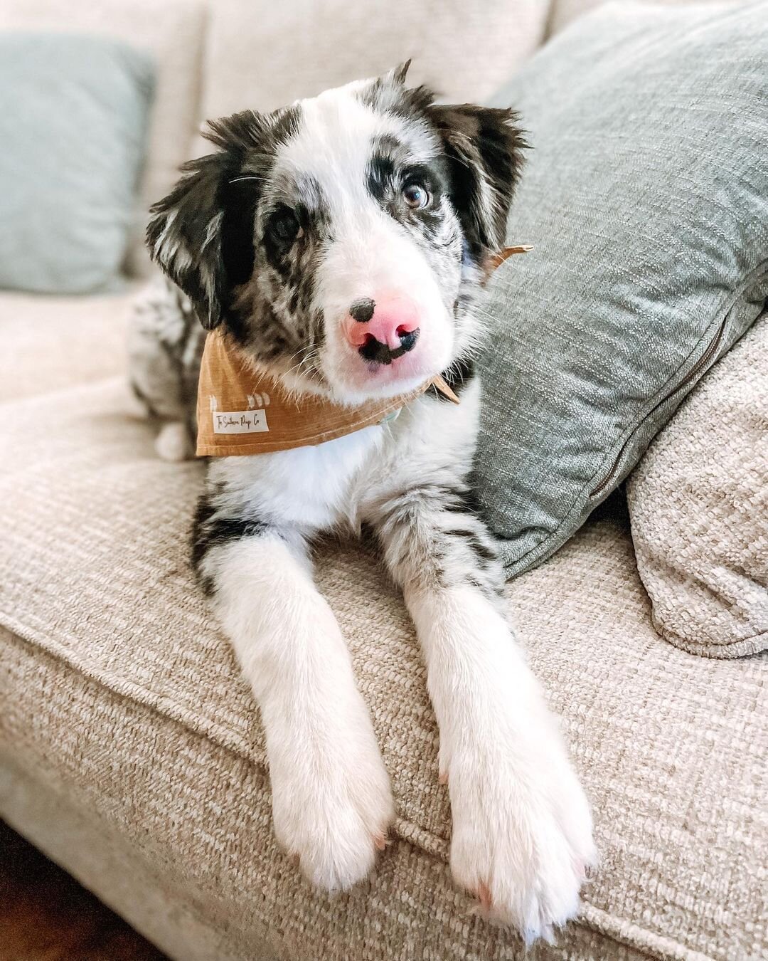 Border Collie Puppies For Rehoming image 6