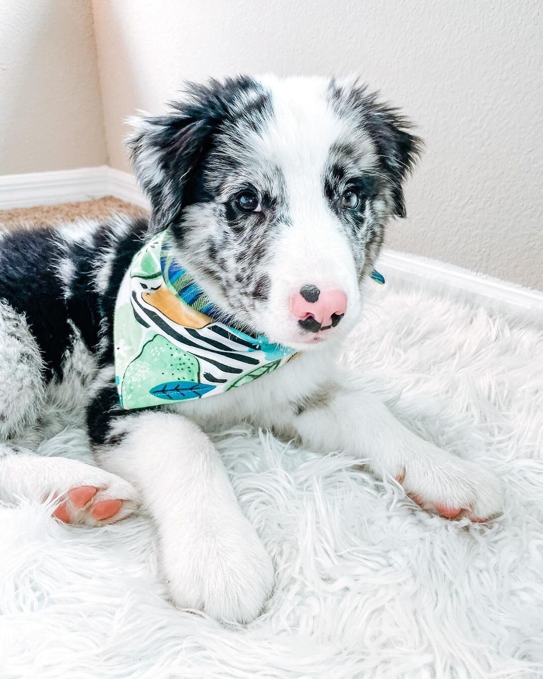 Border Collie Puppies For Rehoming image 5