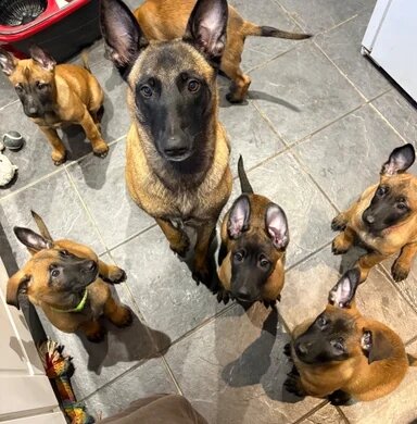 Full breed Belgian Malinois Puppies Available image 5