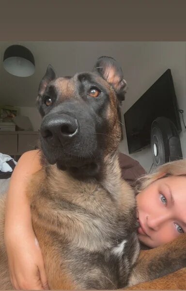 Full breed Belgian Malinois Puppies Available image 4