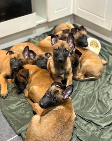 Full breed Belgian Malinois Puppies Available image 3