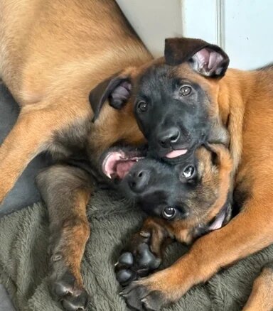Full breed Belgian Malinois Puppies Available image 1