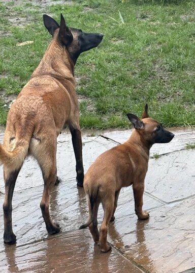 Full breed Belgian Malinois Puppies Available image 2