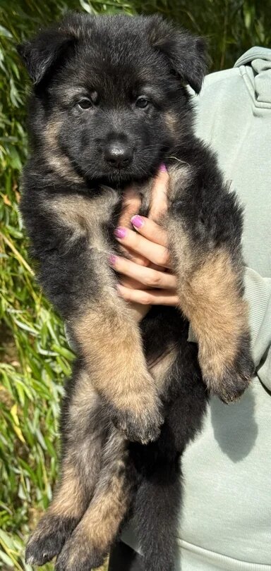 Quality Longcoat Pups With Health tested Parents image 6