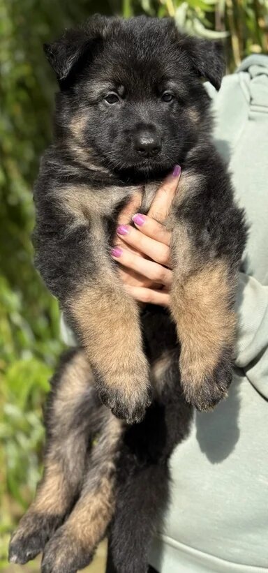 Quality Longcoat Pups With Health tested Parents image 5