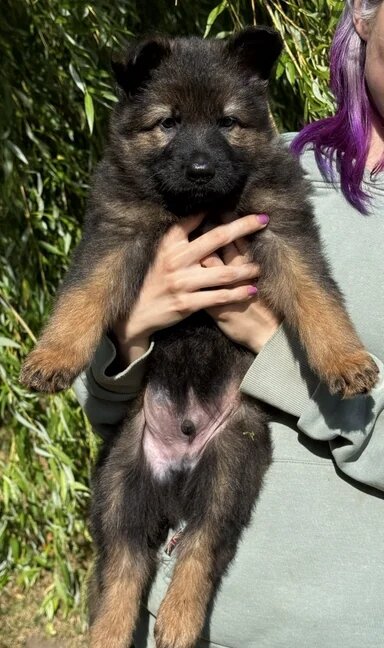 Quality Longcoat Pups With Health tested Parents image 4