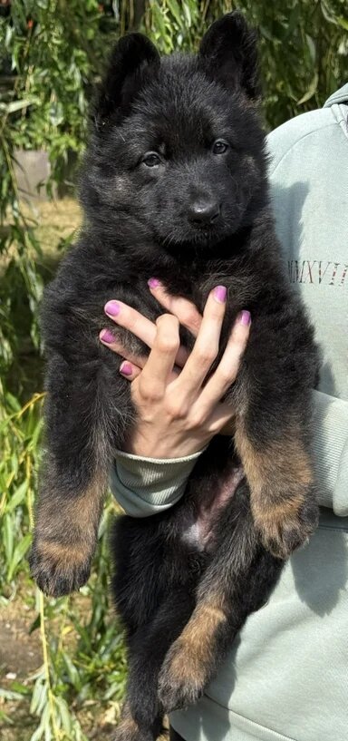 Quality Longcoat Pups With Health tested Parents image 7