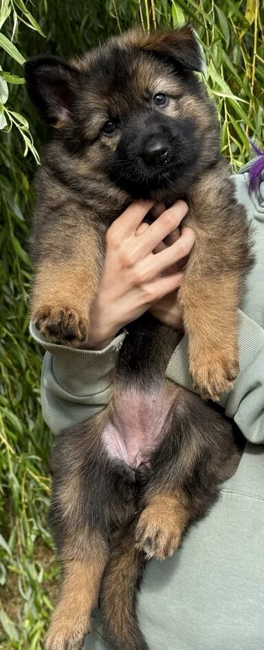 Quality Longcoat Pups With Health tested Parents image 1