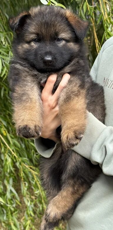 Quality Longcoat Pups With Health tested Parents image 2