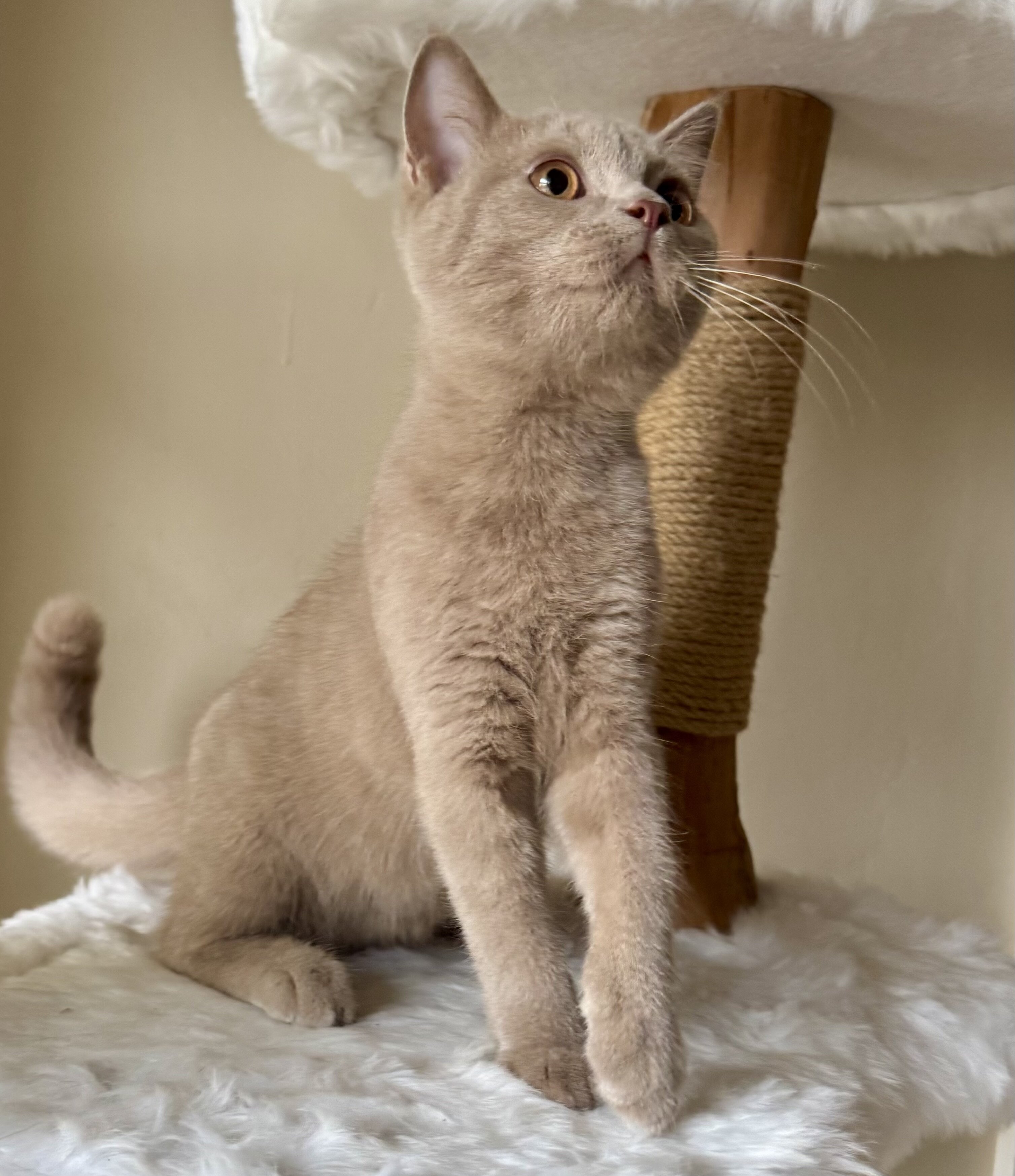 British Shorthair image 3