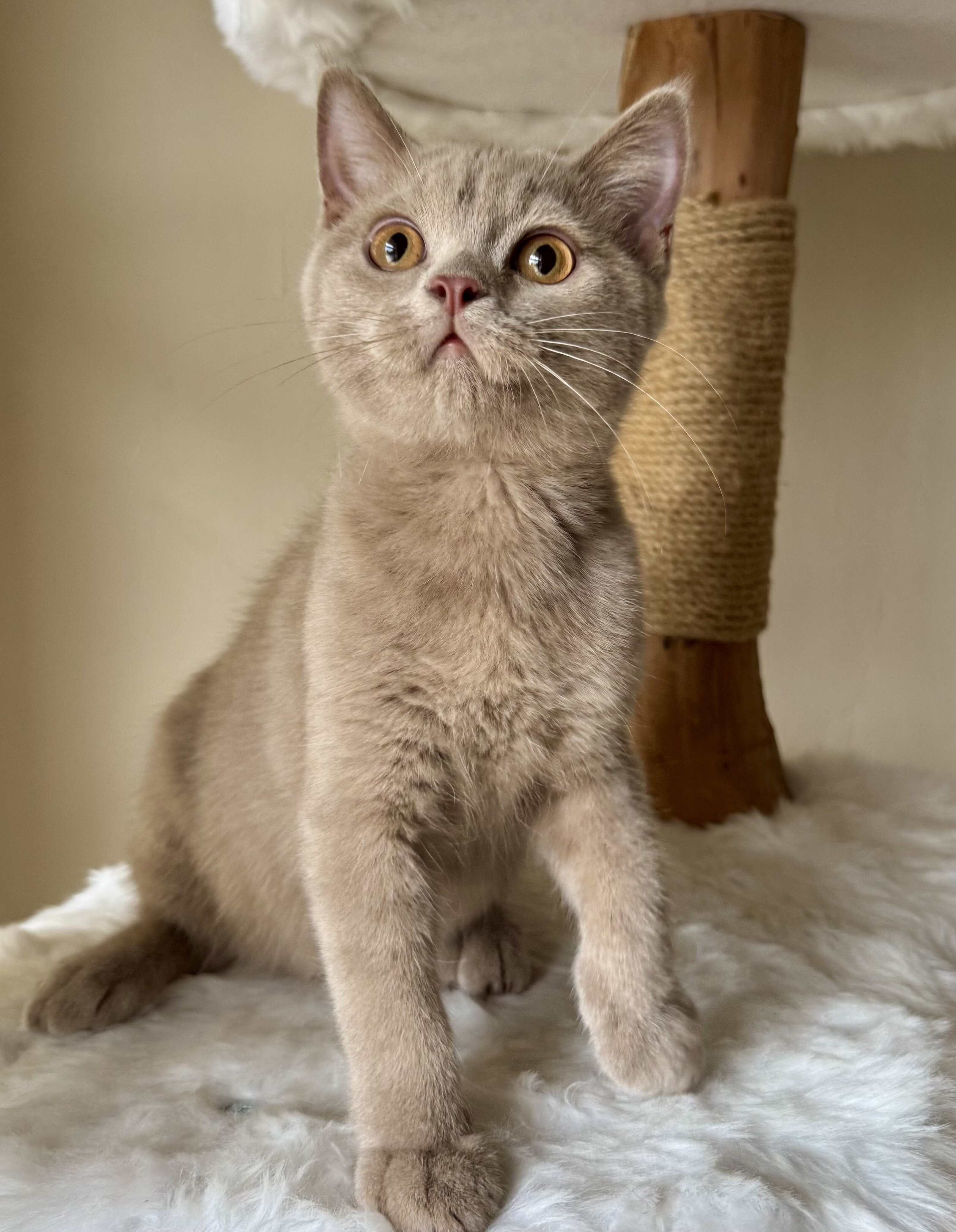 British Shorthair image 4