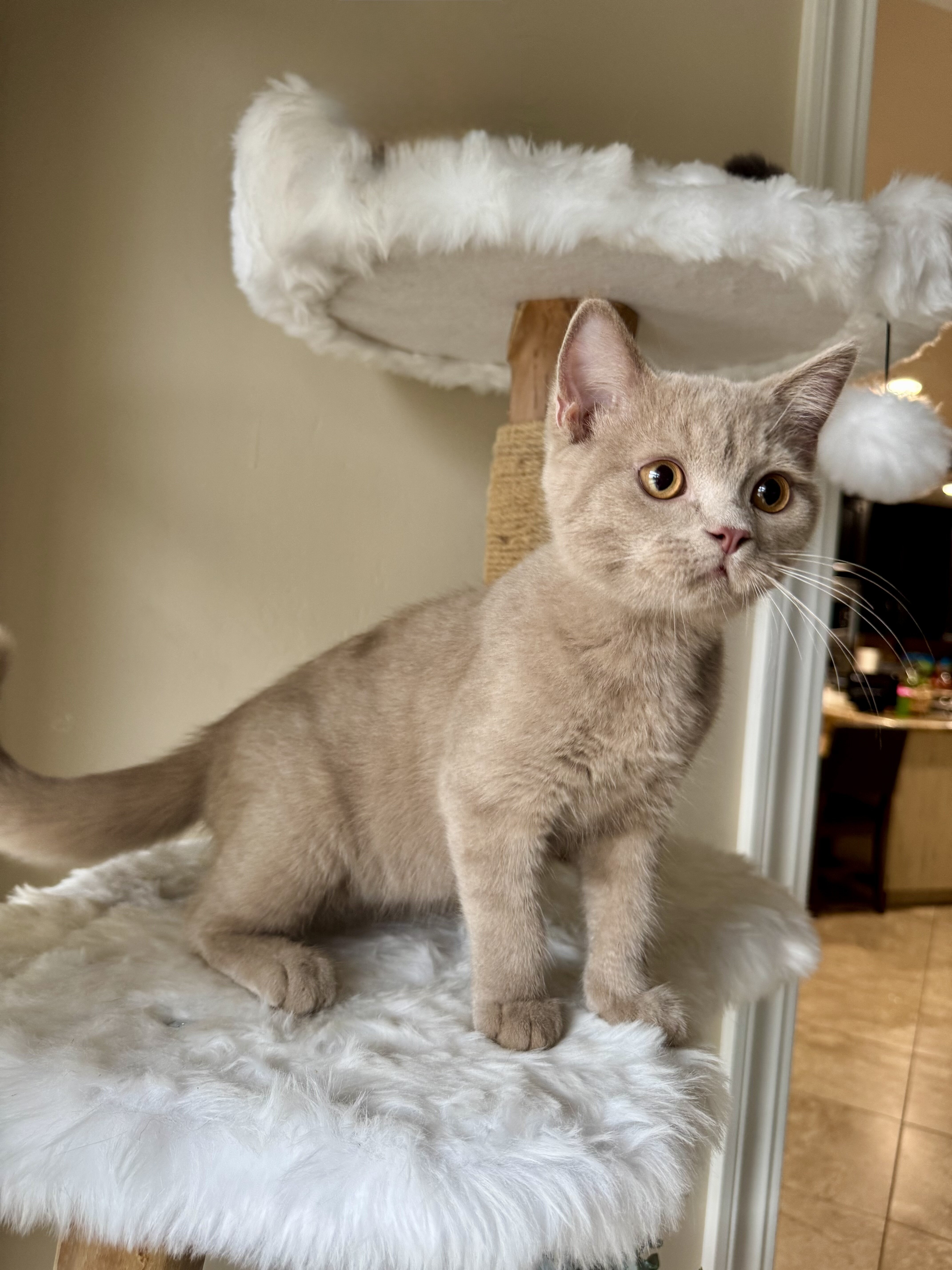 British Shorthair image 2