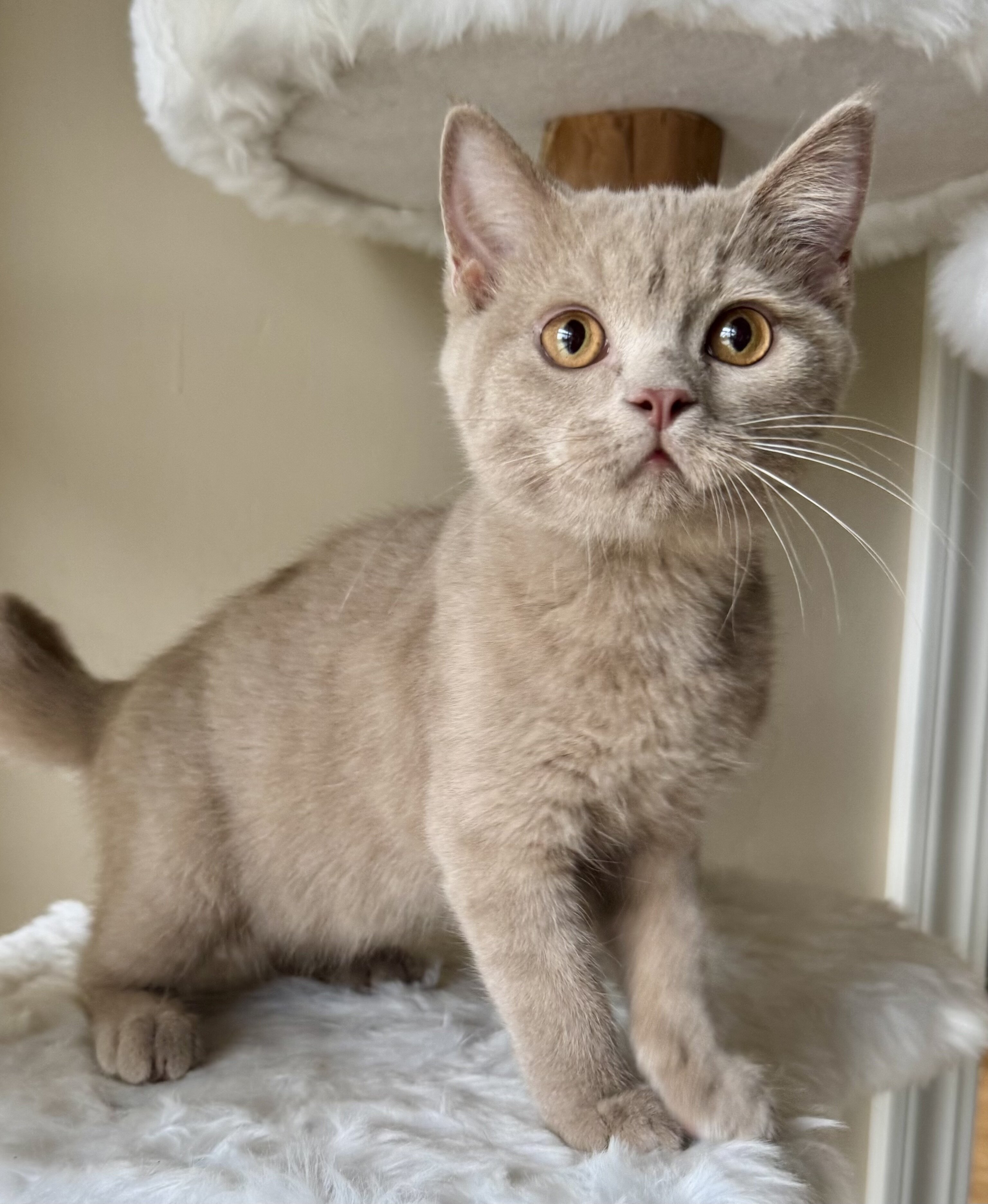British Shorthair image 1