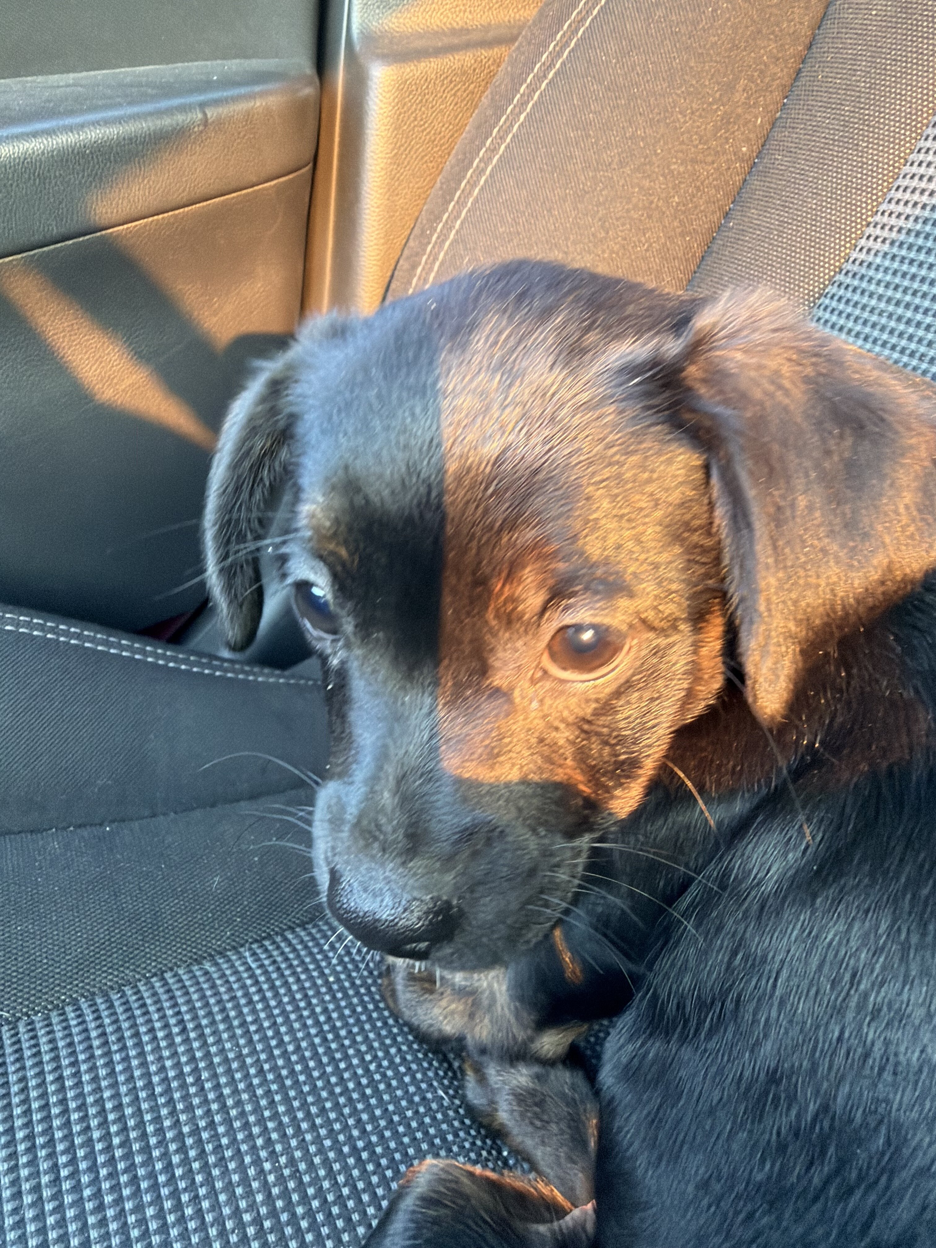 Dog image 3