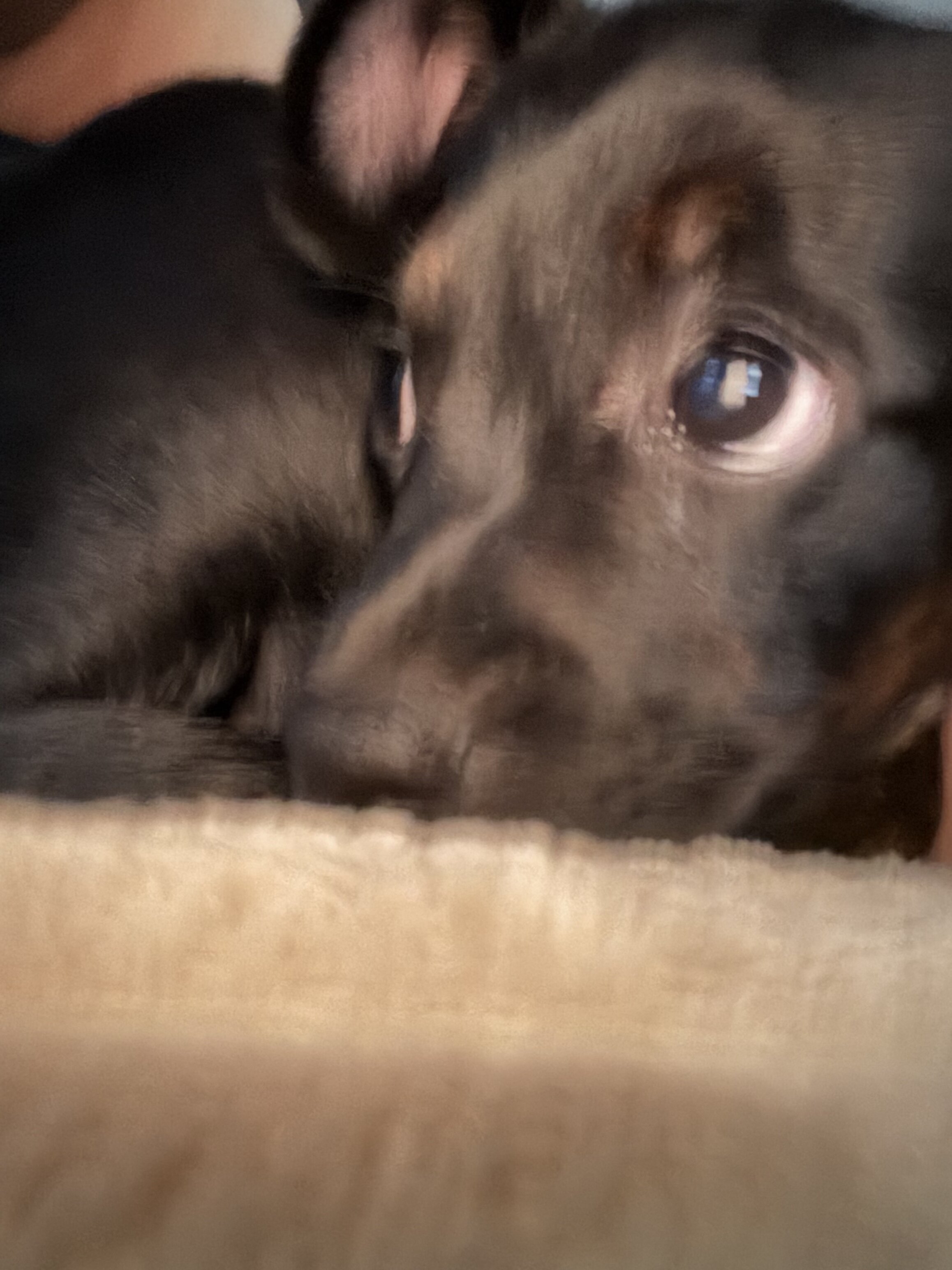 Dog image 4