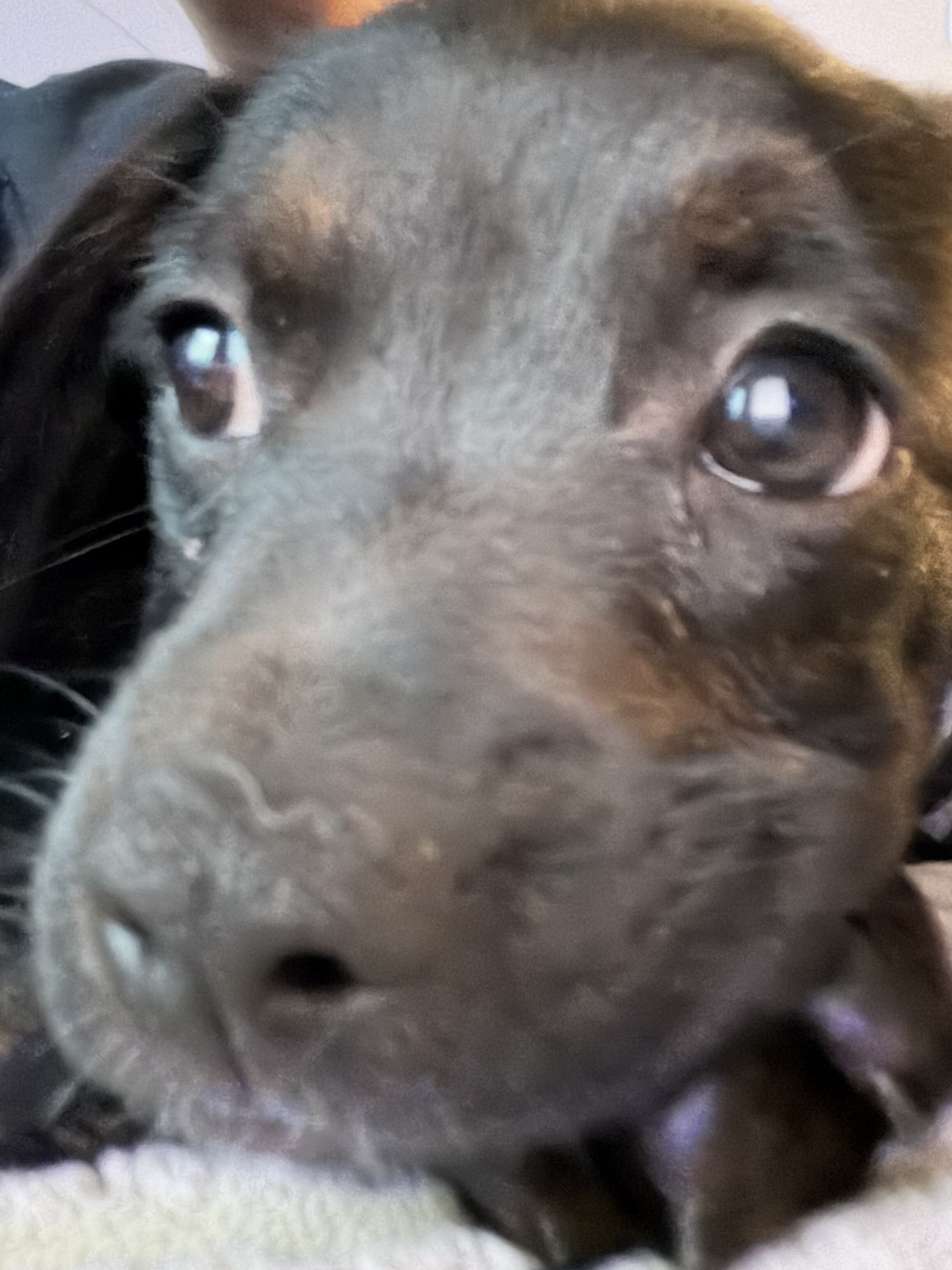 Dog image 2