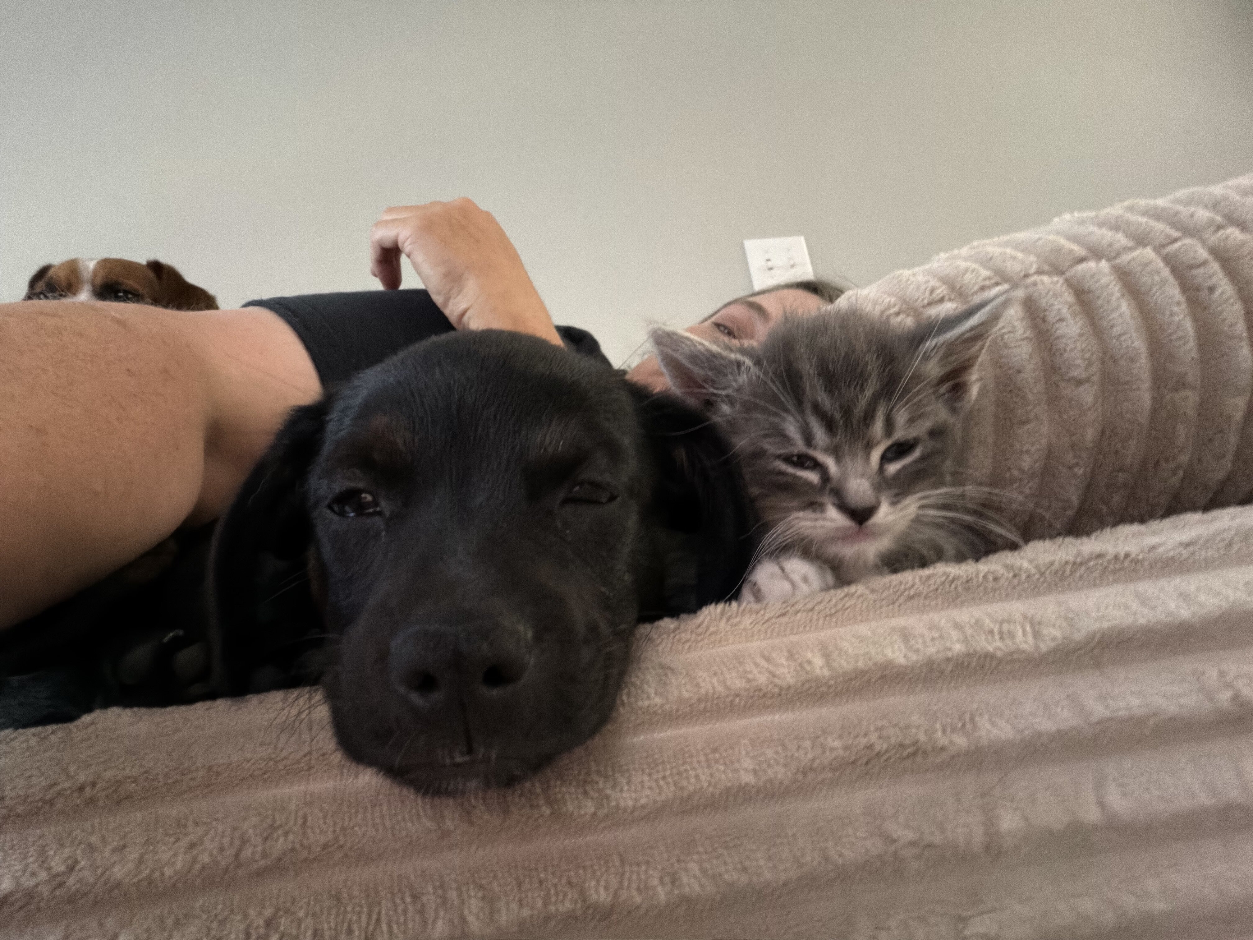 Dog image 1