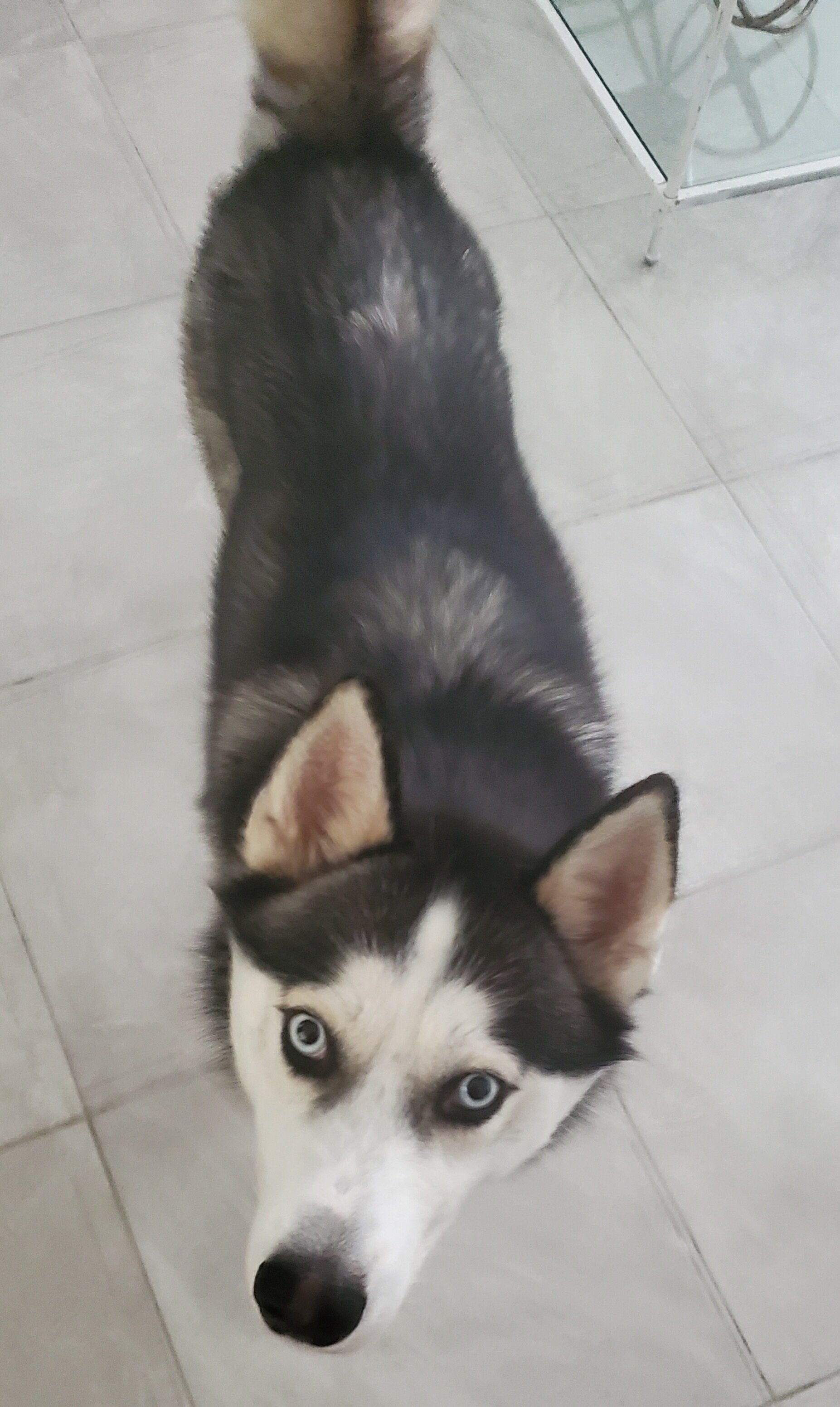 Siberian Husky (REHOME, NOT FOR SALE) image 2