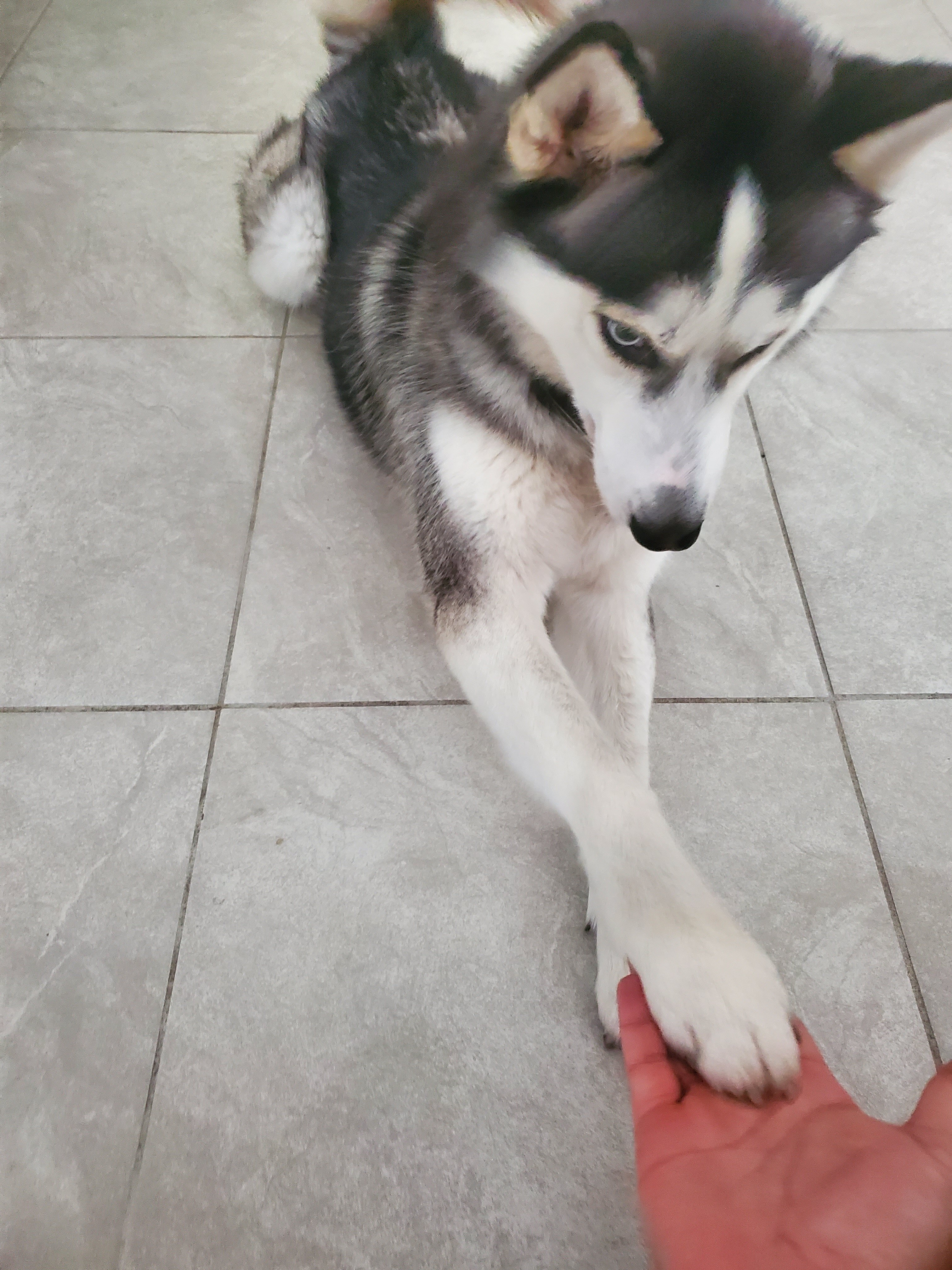 Siberian Husky (REHOME, NOT FOR SALE) image 1