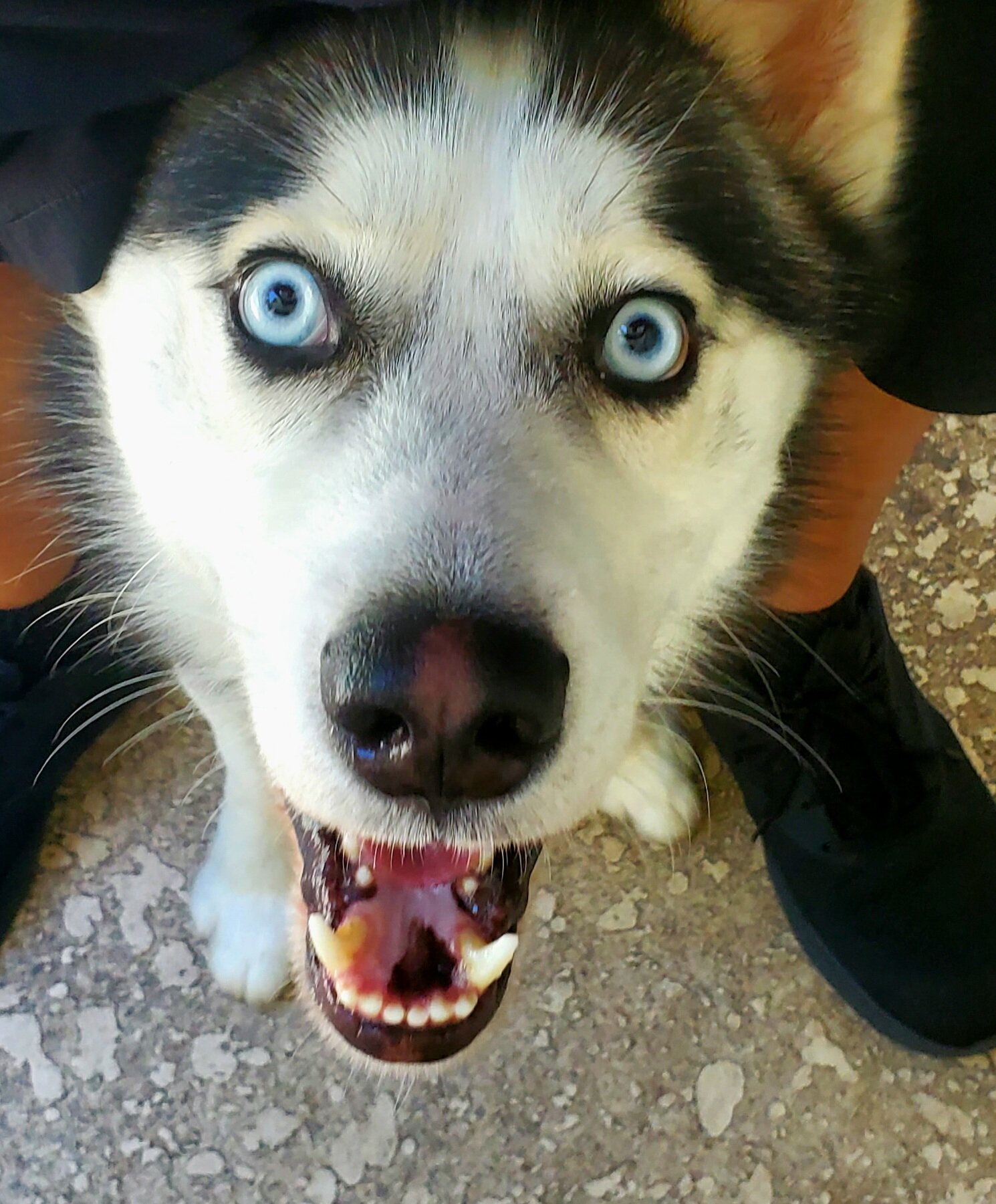 Siberian Husky (REHOME, NOT FOR SALE) image 3