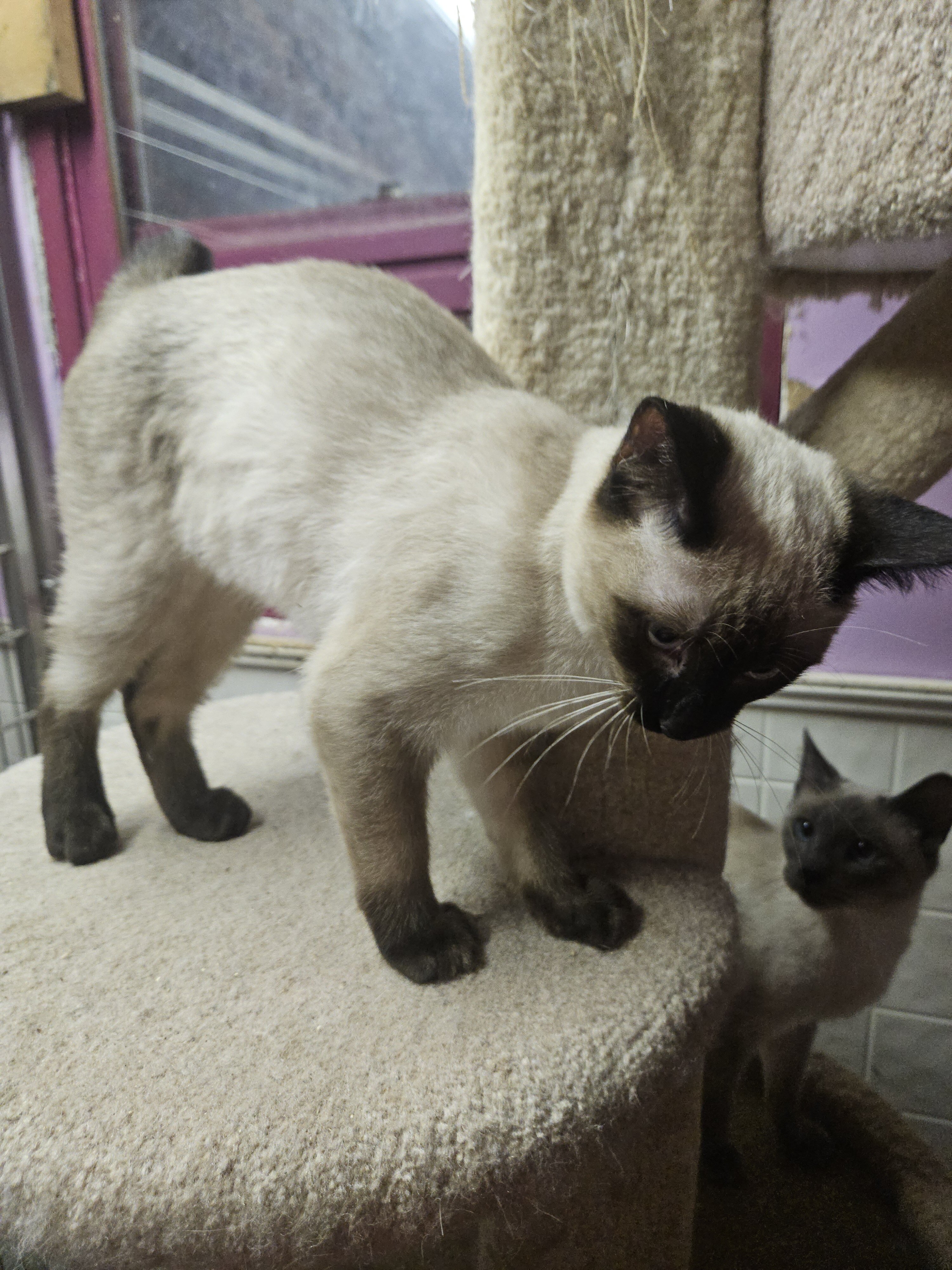Siamese kitten image 1