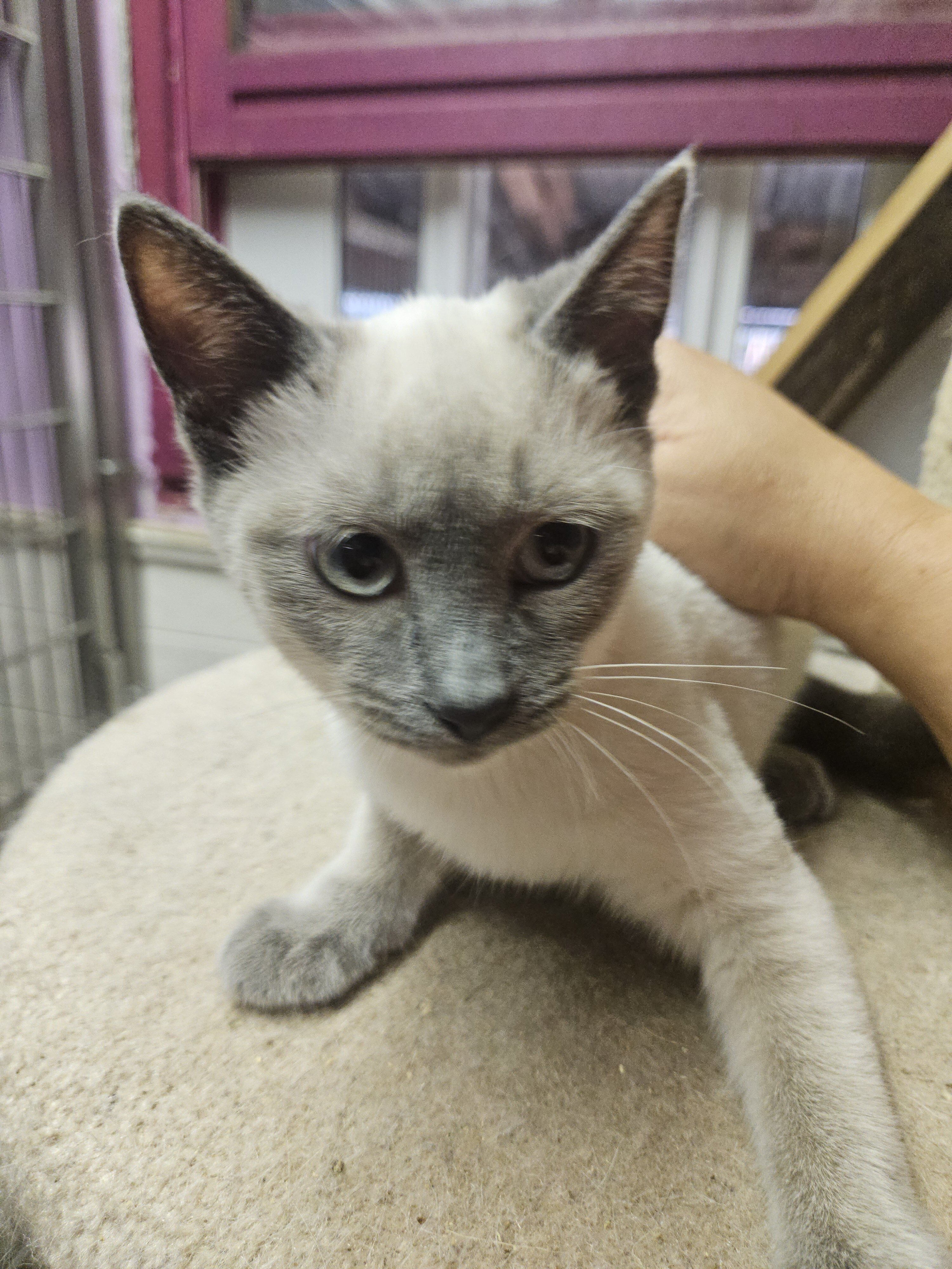 Siamese kitten image 2